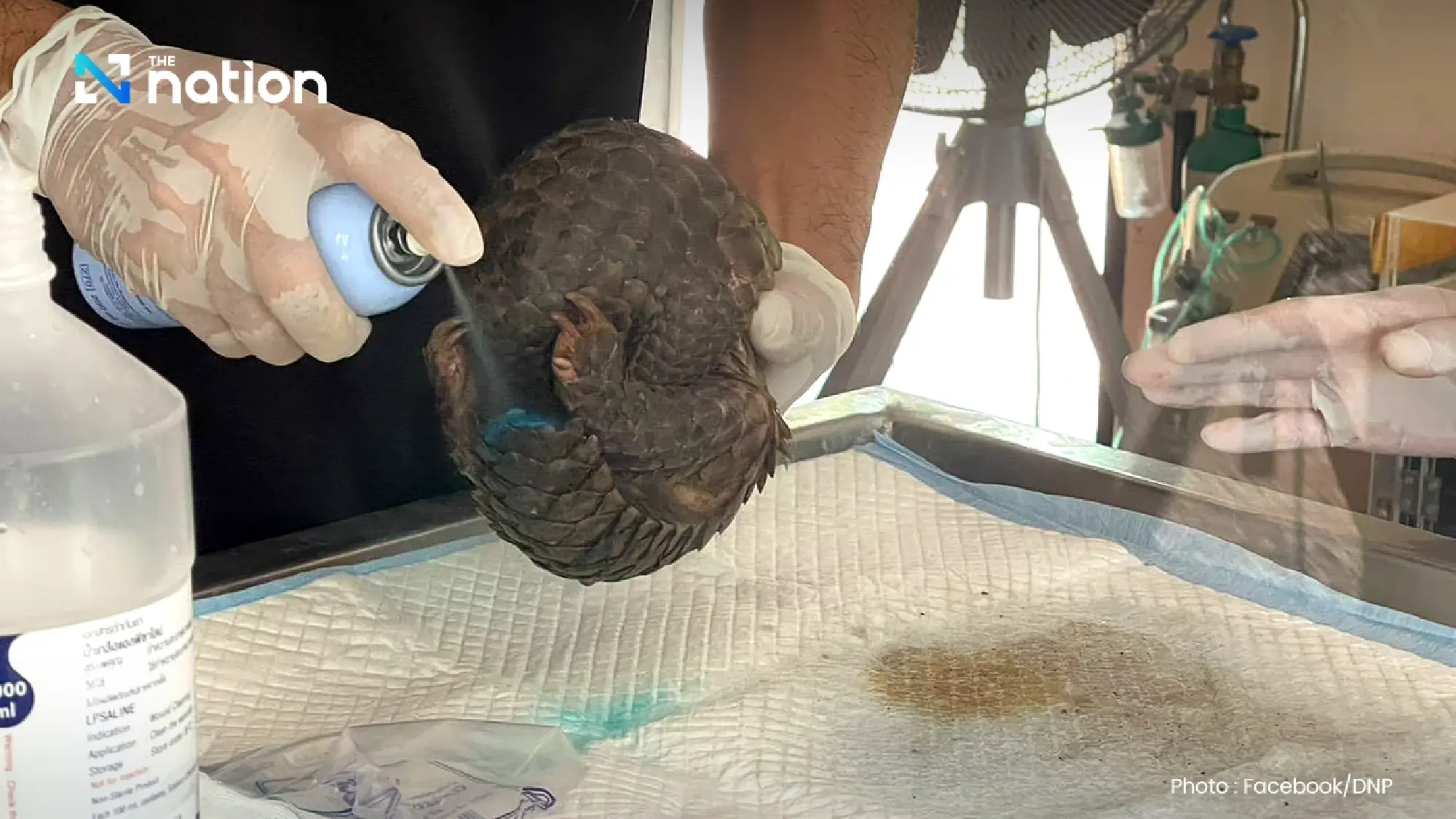 Injured pangolin rescued from Mae Hong Son park wildfire ordeal