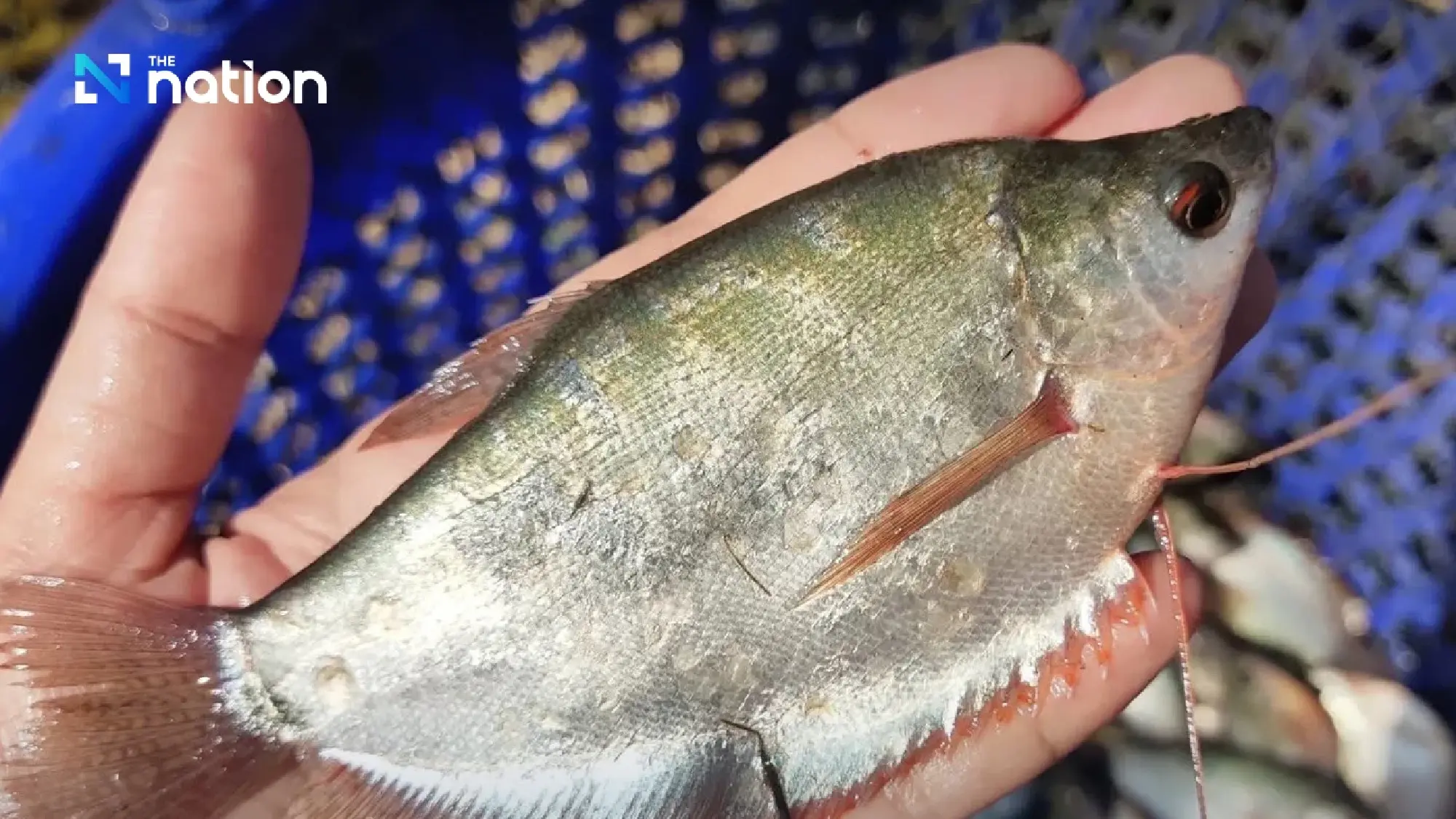 DIP registers Baan Phaeo snakeskin gourami as new GI product in Samut Sakhon