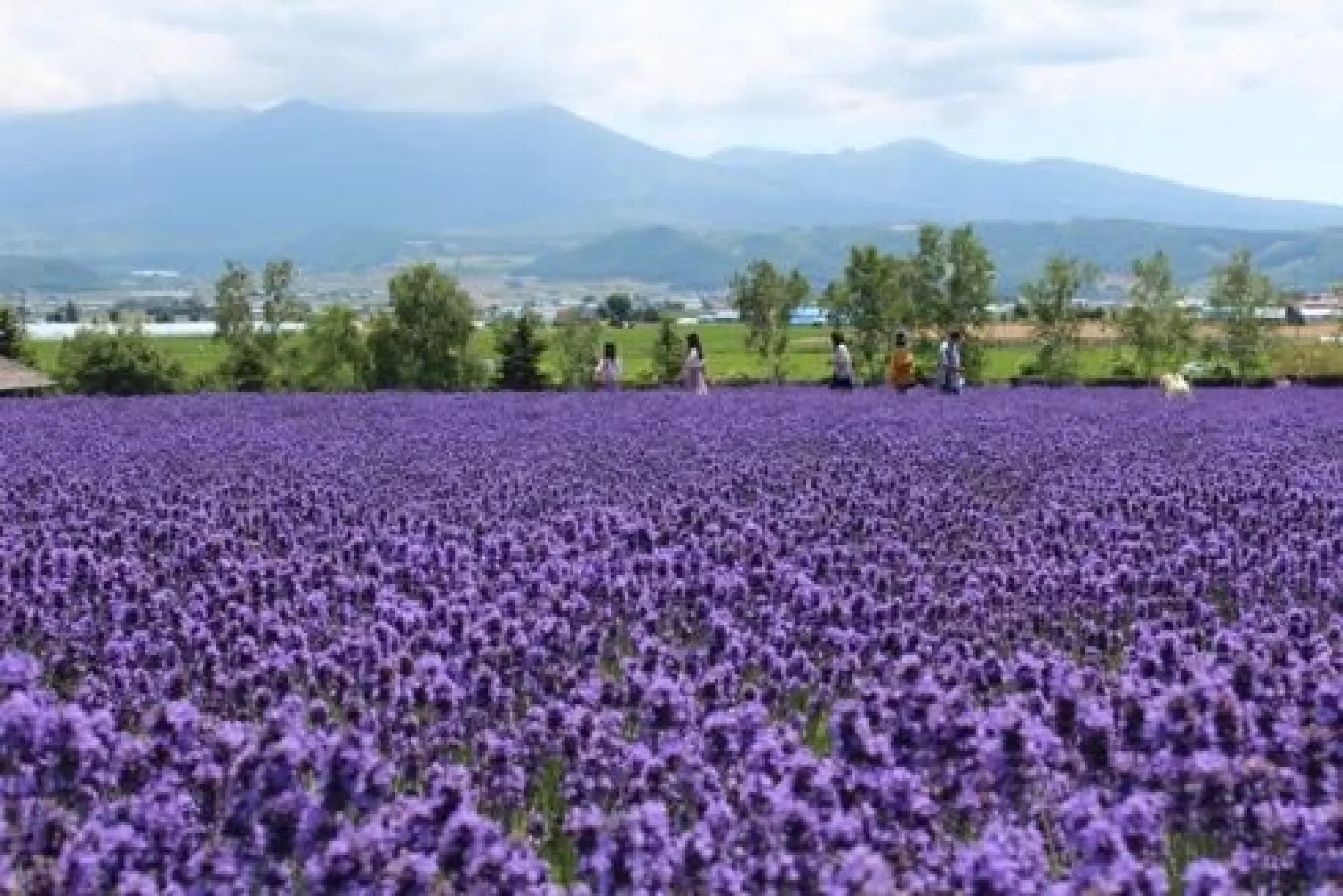 Rising Interest in Japan’s Traditional Culture and the Four Seasons