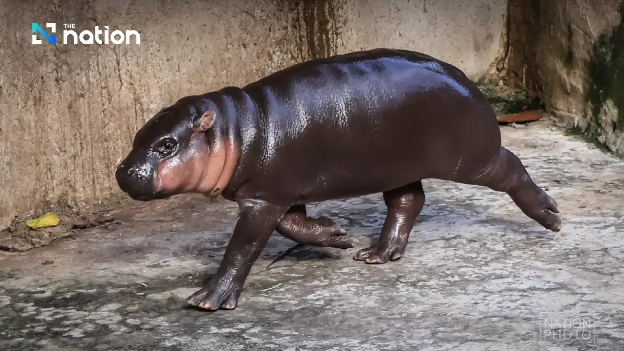 Pygmy Hippo Fever: Khon Kaen Zoo Welcomes Moo Deng’s Newest Relative