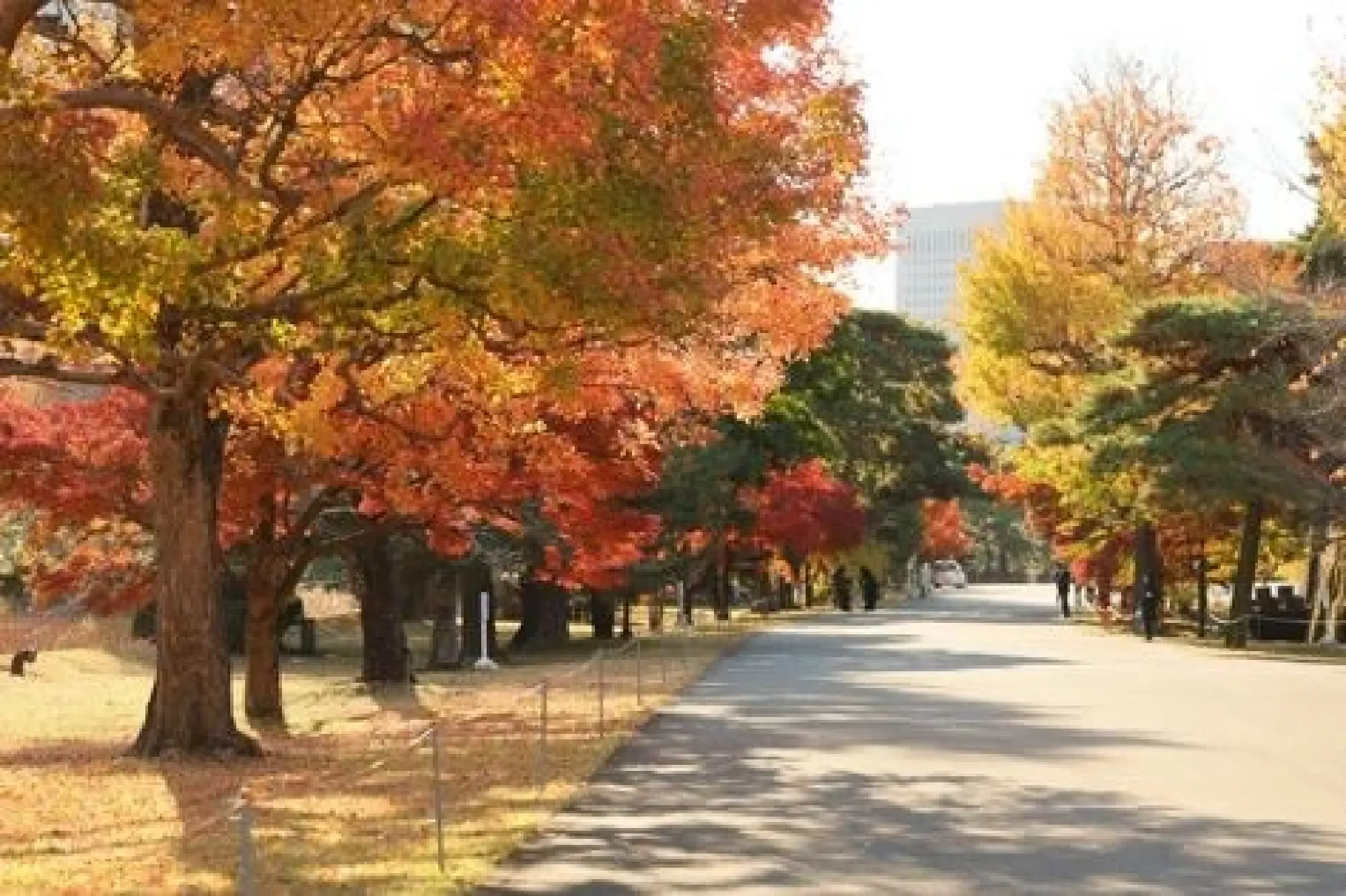 Rising Interest in Japan’s Traditional Culture and the Four Seasons