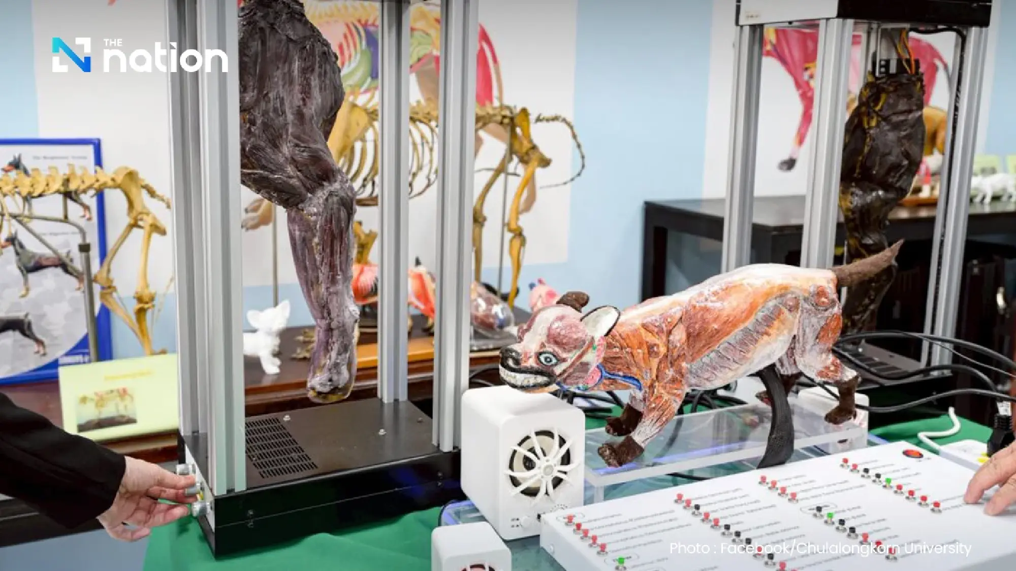 Chula Veterinary Faculty wins five international awards for interactive canine muscle model