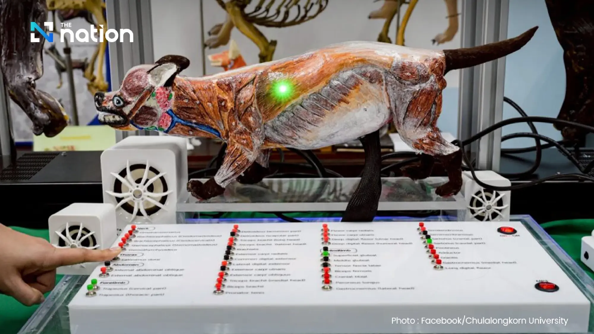 Chula Veterinary Faculty wins five international awards for interactive canine muscle model