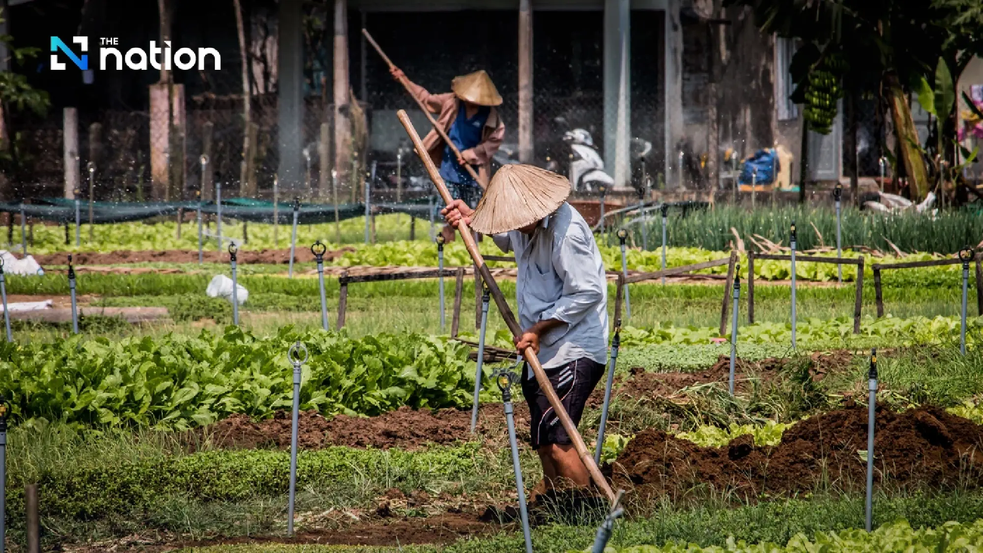 Organic farming becomes a new pillar in the global food trade