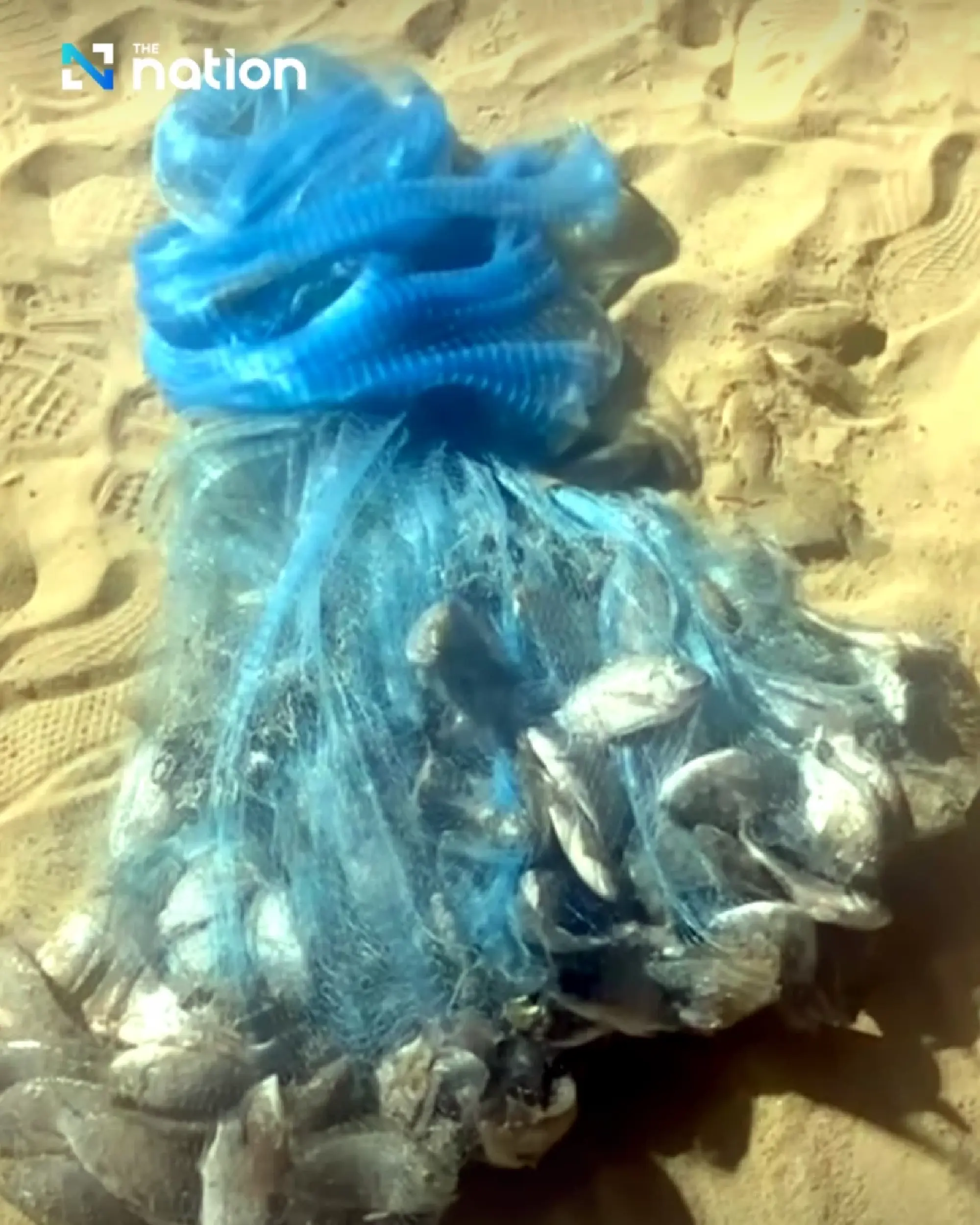 Minister confirms blackchin tilapia found near Pattaya beach but says spread is under control