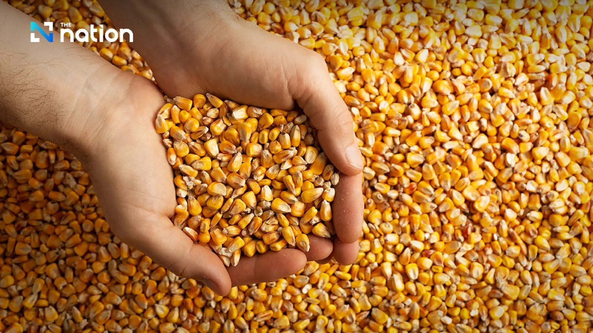 Thai Chamber says US corn imports will not hurt farmers