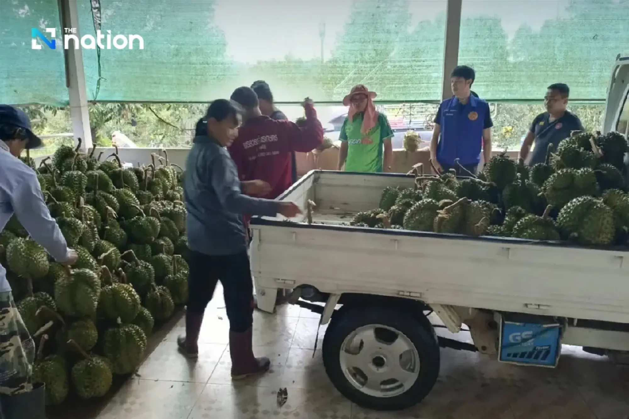 Storm batters Chanthaburi orchard, sending 10 tonnes of durian crashing down
