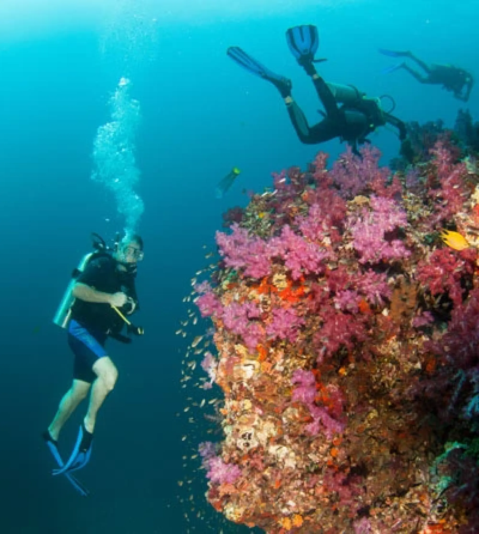 Richelieu Rock, one of the World's best dive sites.   Photo credit: https://www.kohphrathong.com/index.html 