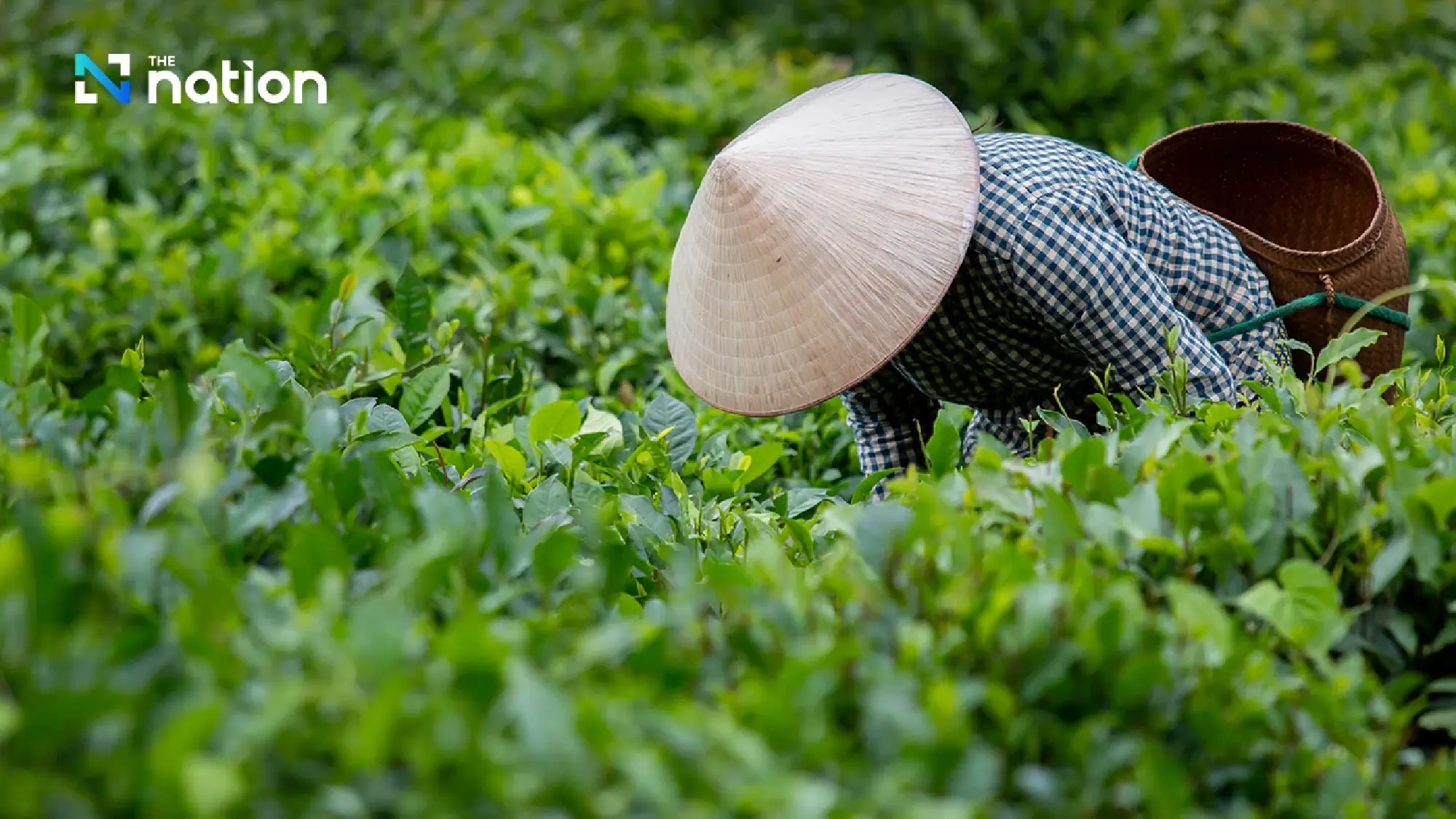International Tea Day turns focus to sustainable production and trade