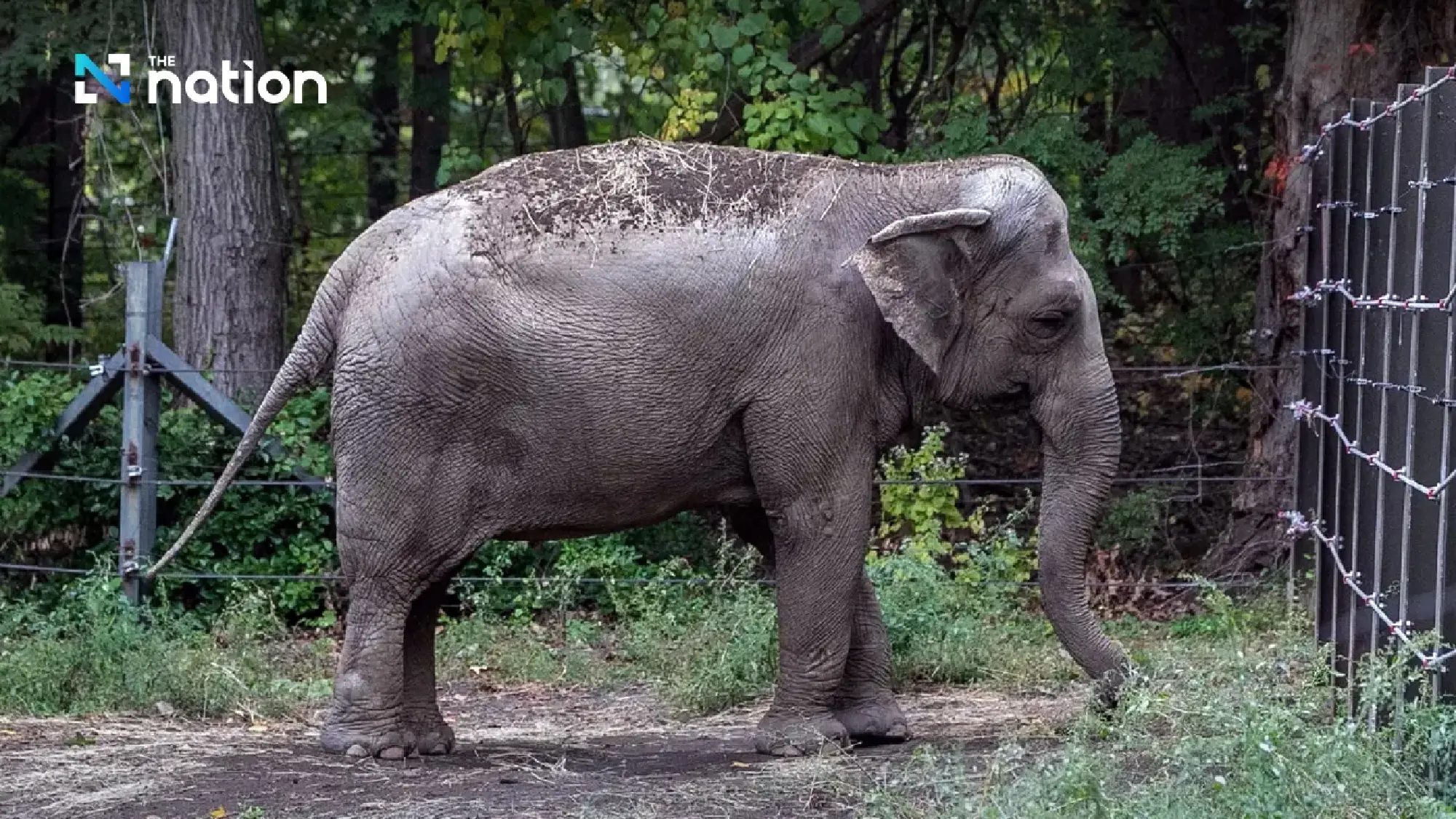 Legal Pioneer 'Happy' the Thai Elephant Dies at Bronx Zoo Aged 55