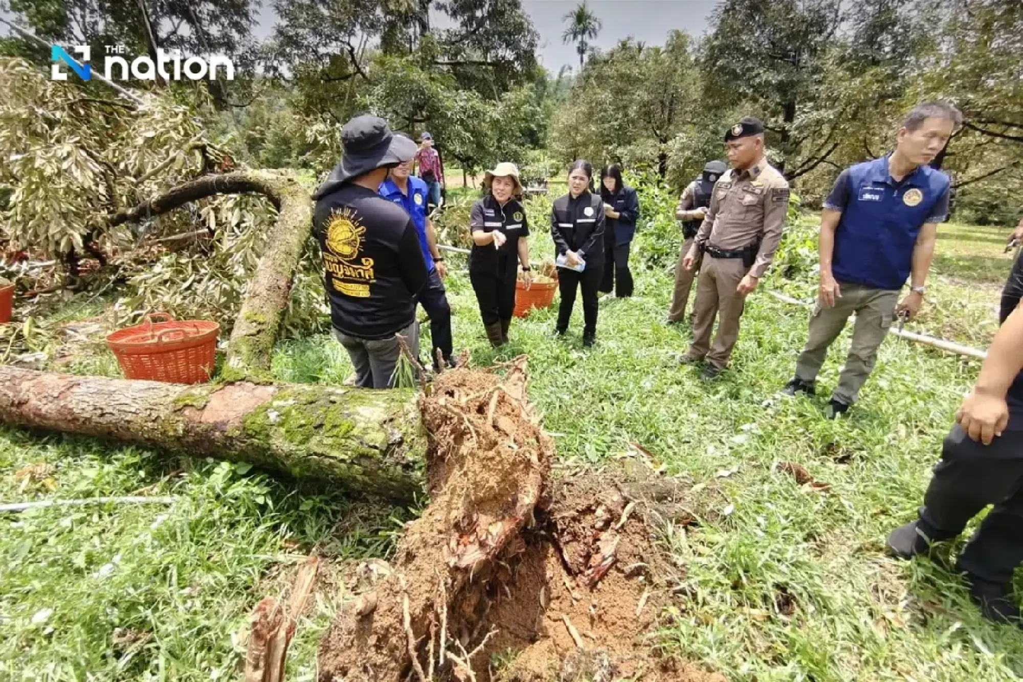 Storm batters Chanthaburi orchard, sending 10 tonnes of durian crashing down