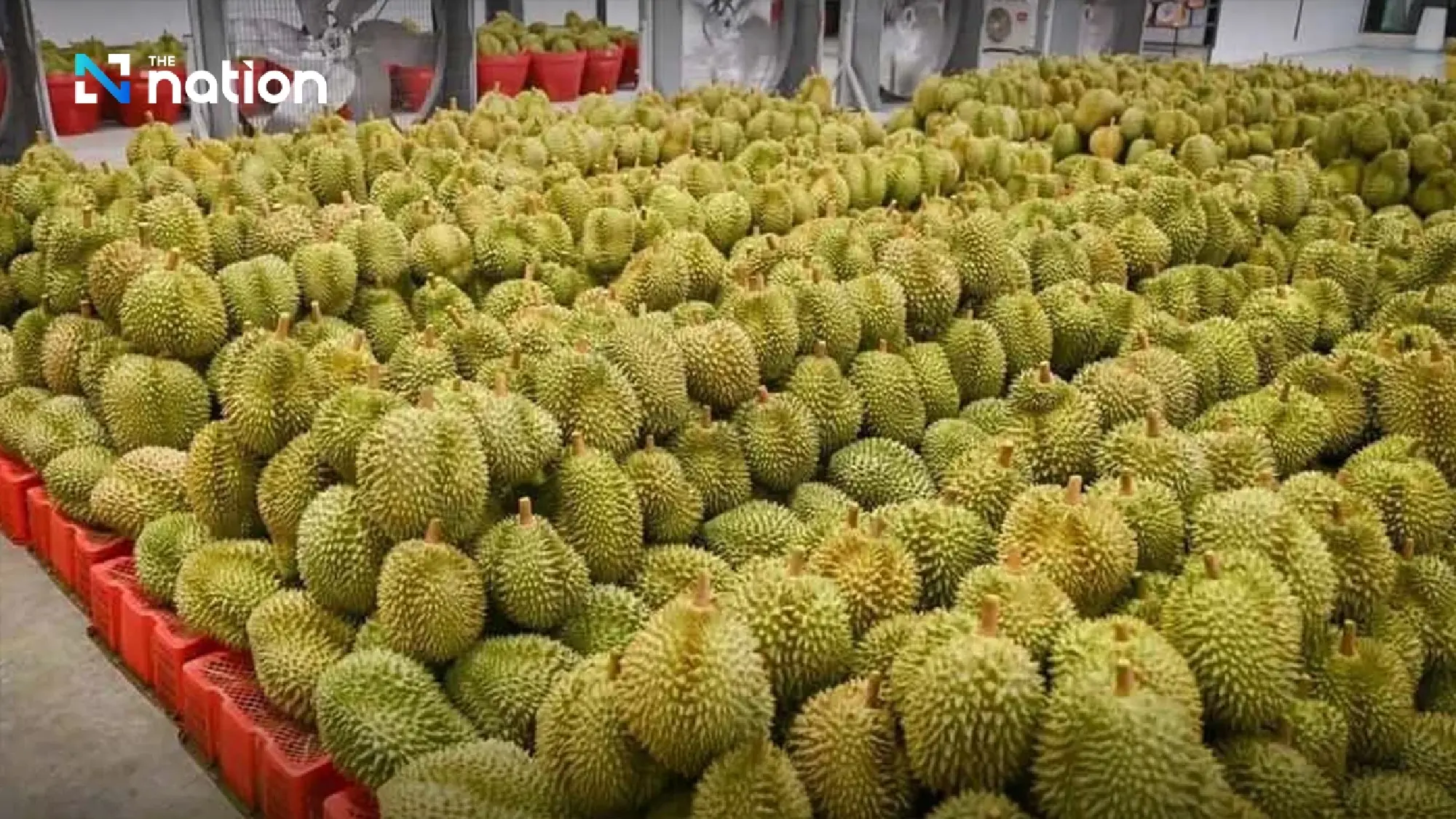 Thailand cracks down on storm-fallen durians to protect export quality