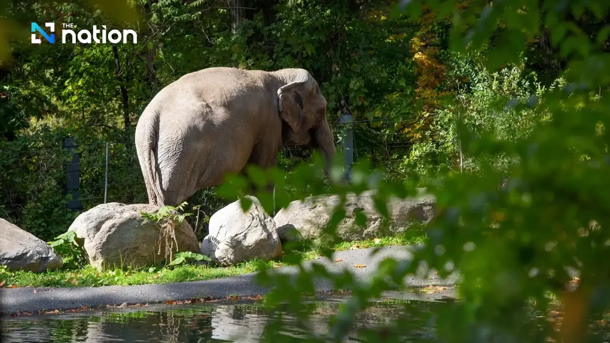 Legal Pioneer 'Happy' the Thai Elephant Dies at Bronx Zoo Aged 55