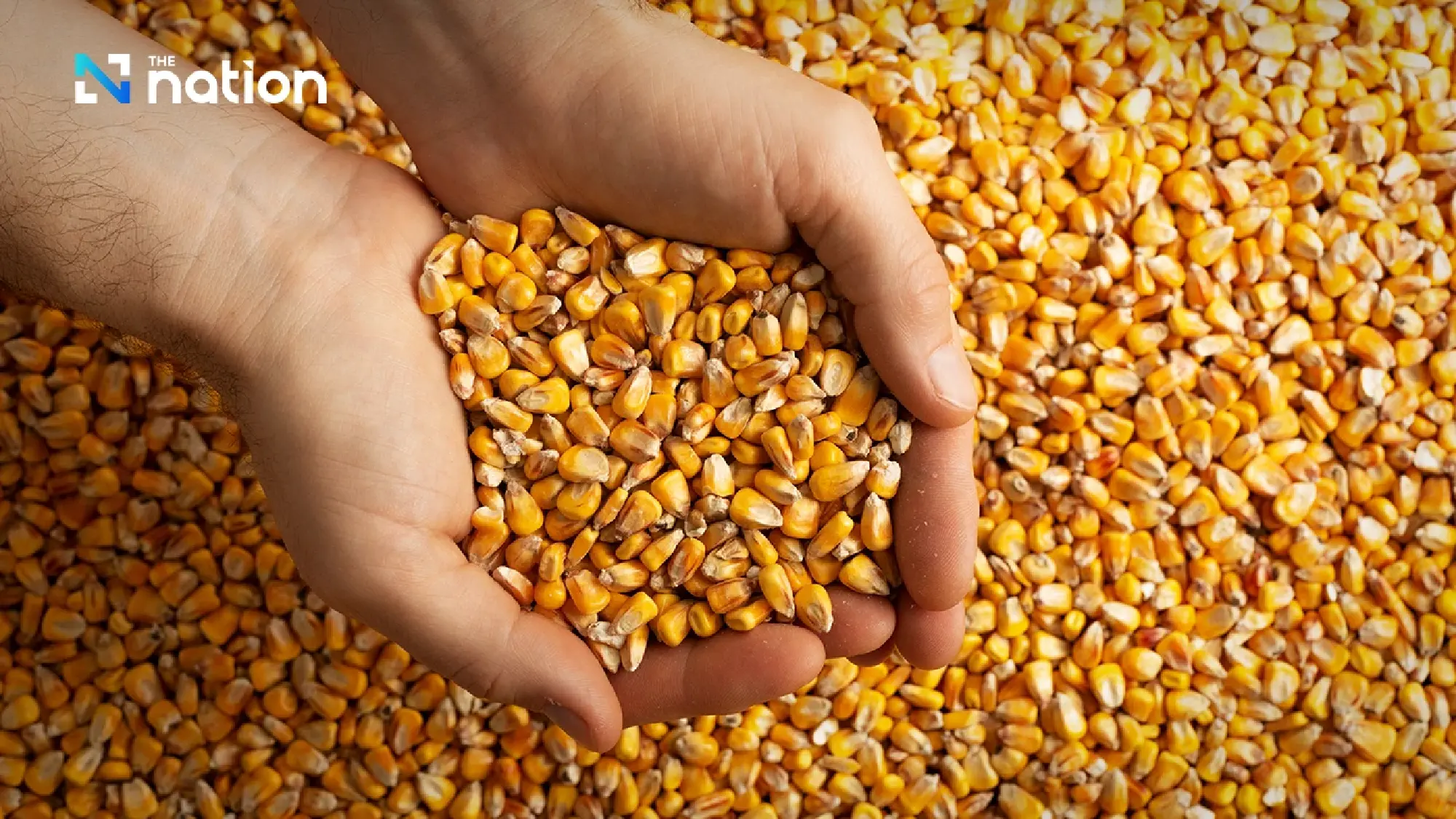 Commerce Ministry defends US maize imports as supply safeguard