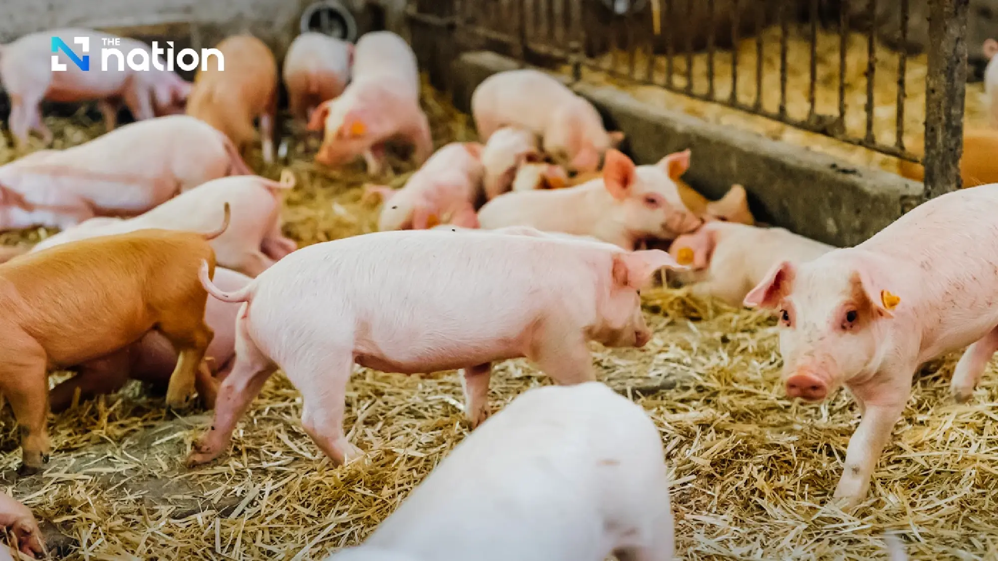 Thai pig farmers squeezed as prices fall below cost despite demand rebound