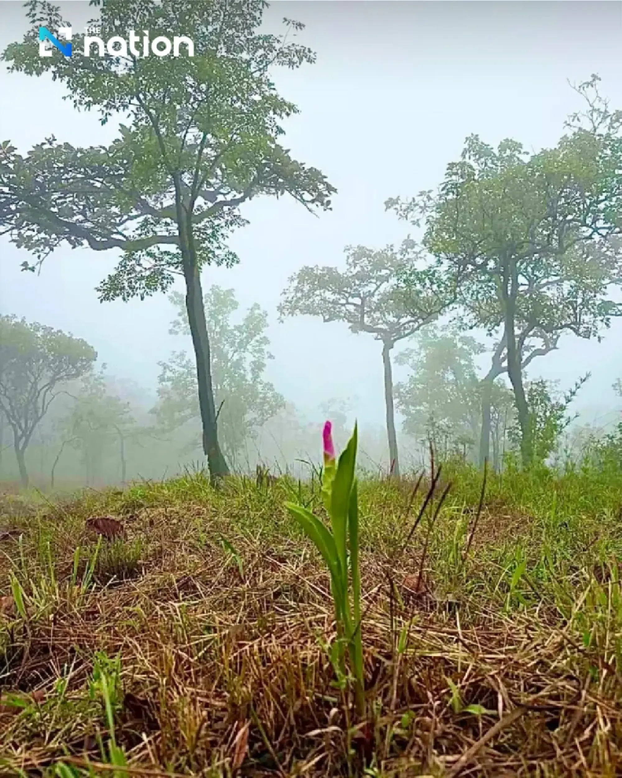 First Siam tulip bloom signals Chaiyaphum green-season travel