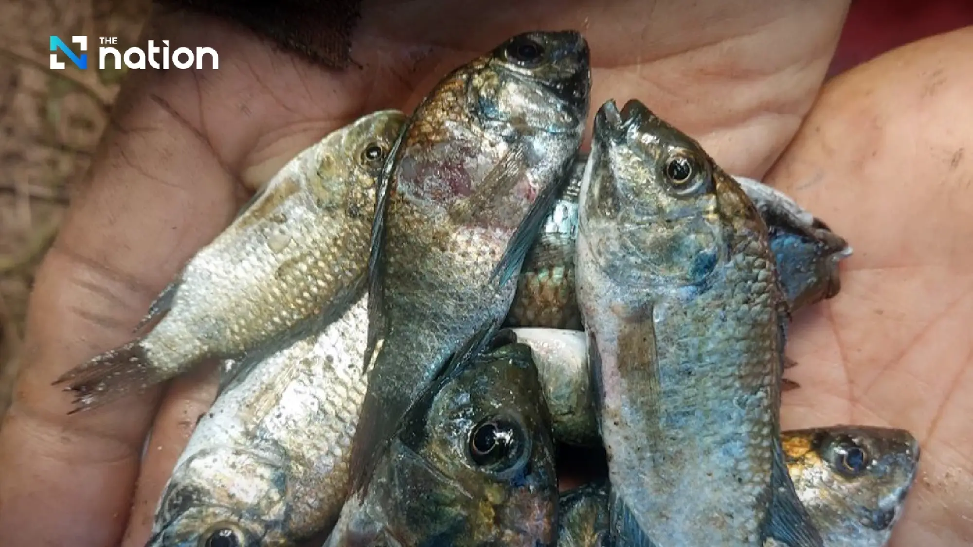 Chulalongkorn University DNA Study Reveals Blackchin Tilapia in Thailand Likely Originated from Multiple Sources