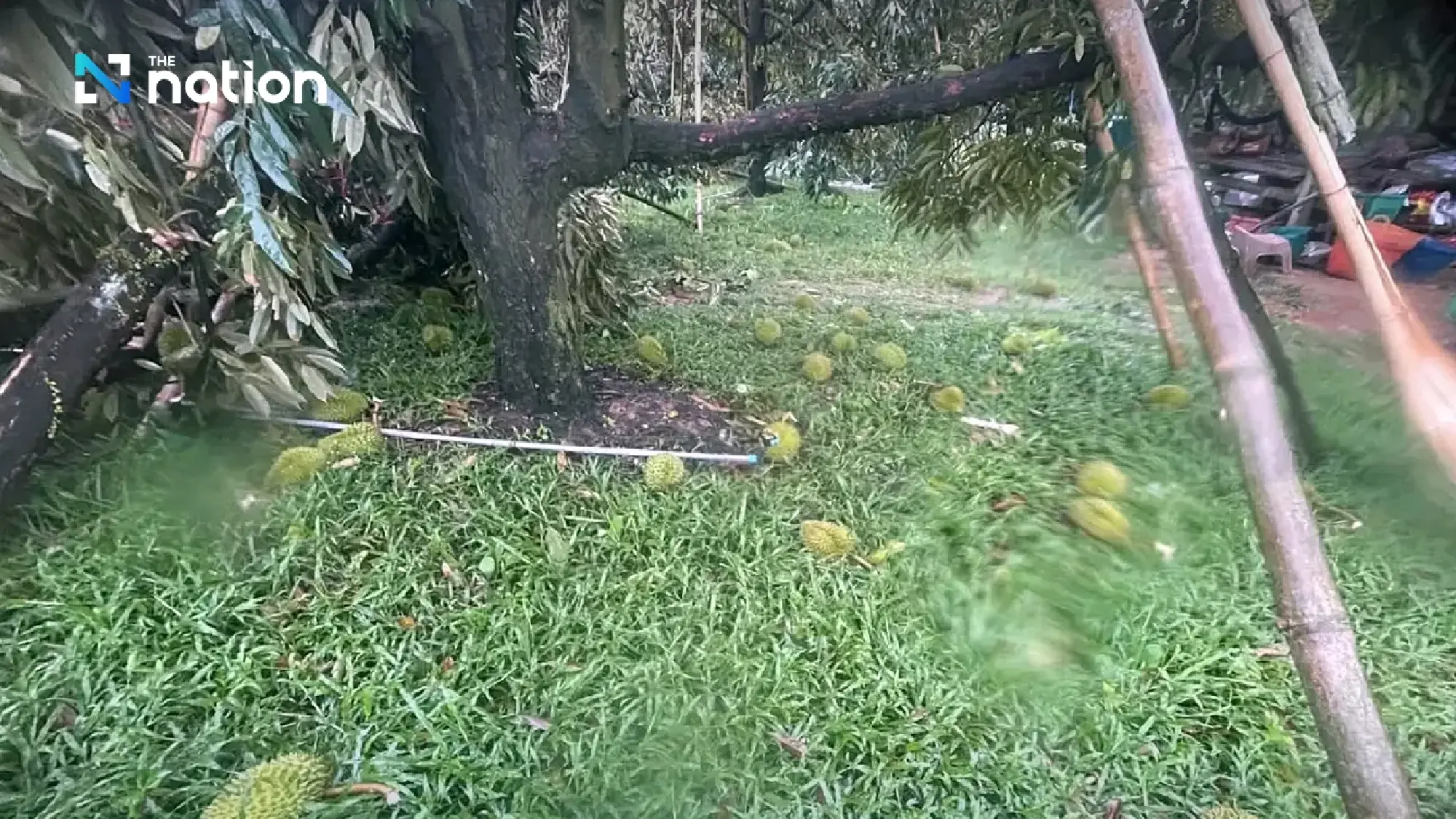 Storm batters Chanthaburi orchard, sending 10 tonnes of durian crashing down