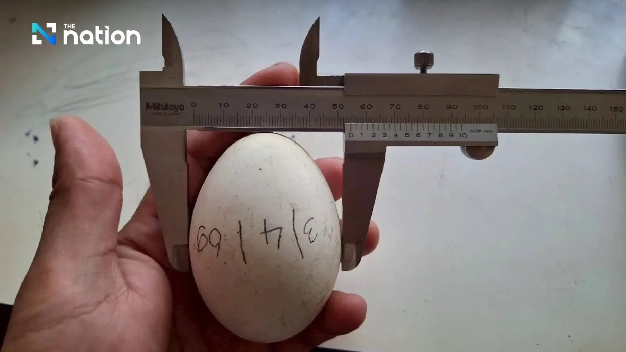 Khao Kheow Open Zoo Celebrates Historic Hatching of Rare Greater Adjutant Stork