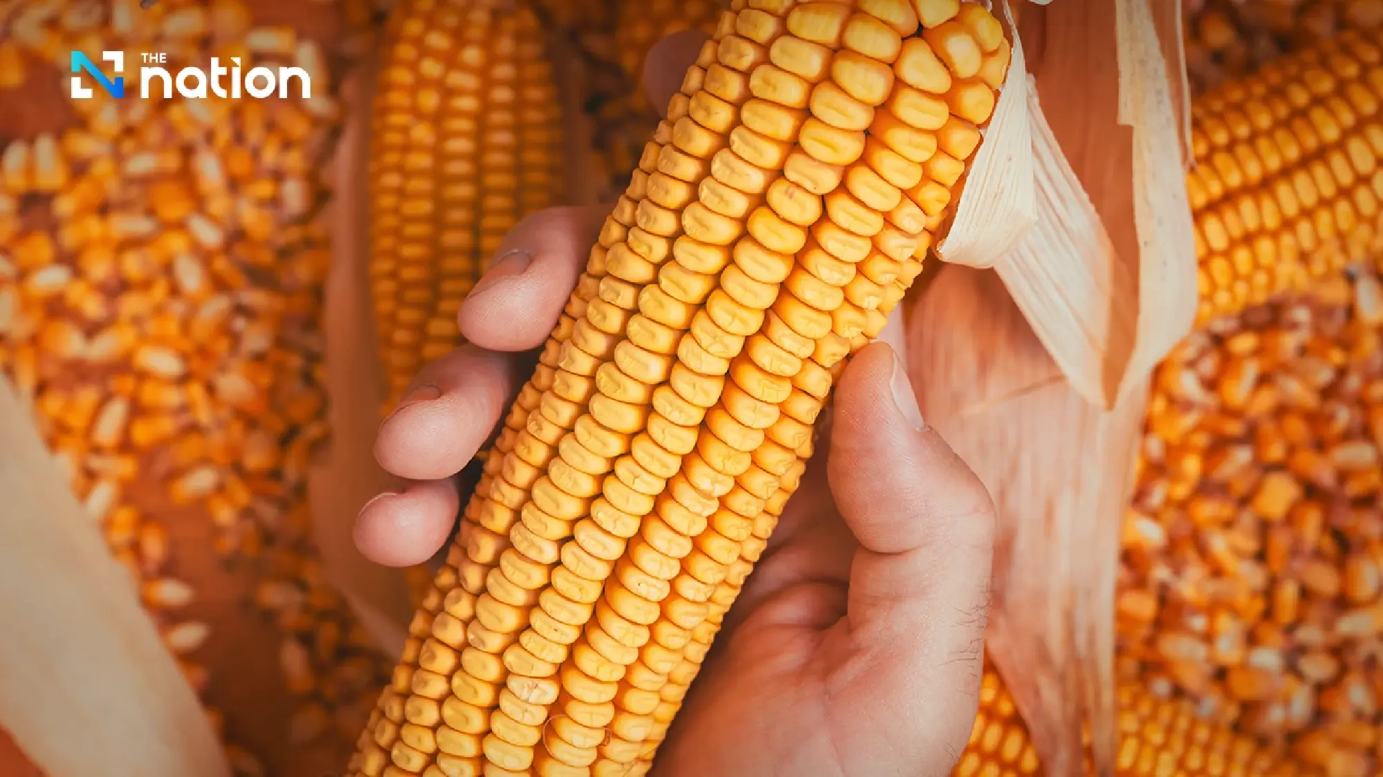 Commerce Ministry defends US maize imports as supply safeguard