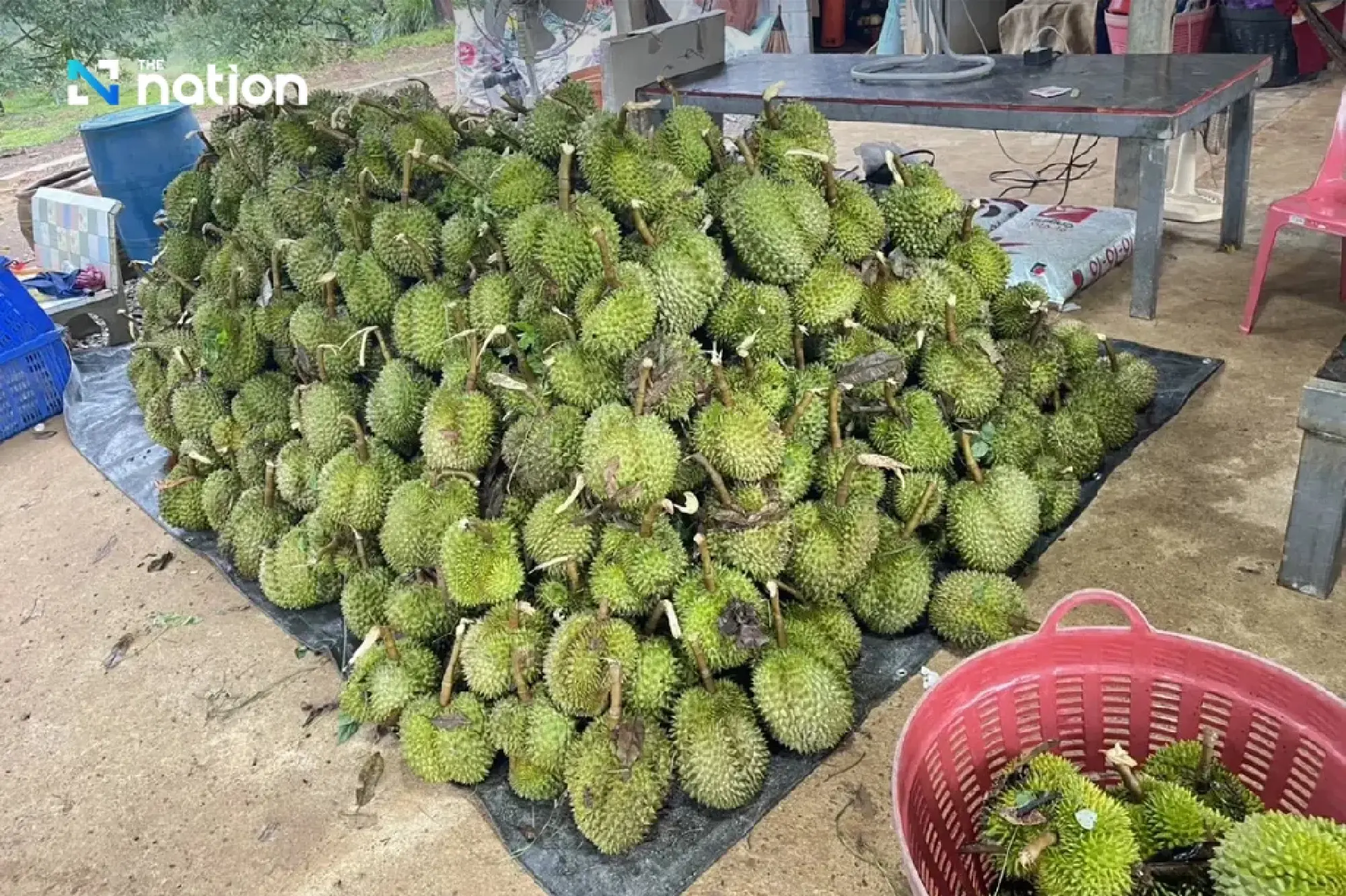 Storm batters Chanthaburi orchard, sending 10 tonnes of durian crashing down