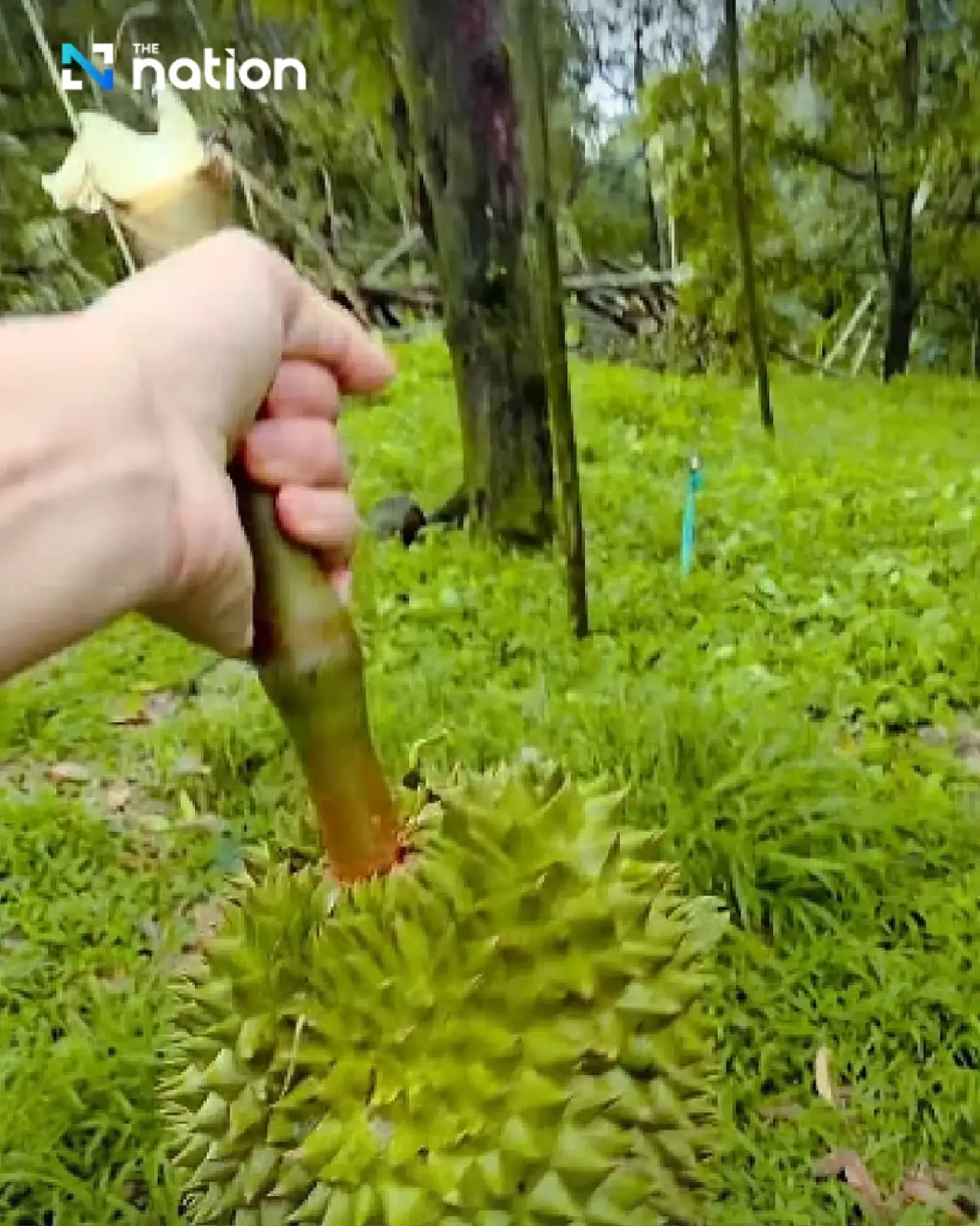 Storm batters Chanthaburi orchard, sending 10 tonnes of durian crashing down