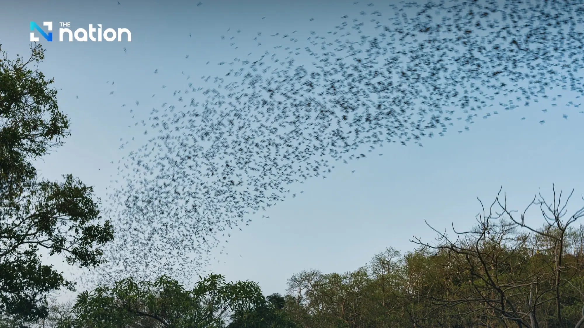 DES Ministry confirms new coronavirus strain found in Thai bats, says outbreak risk remains low