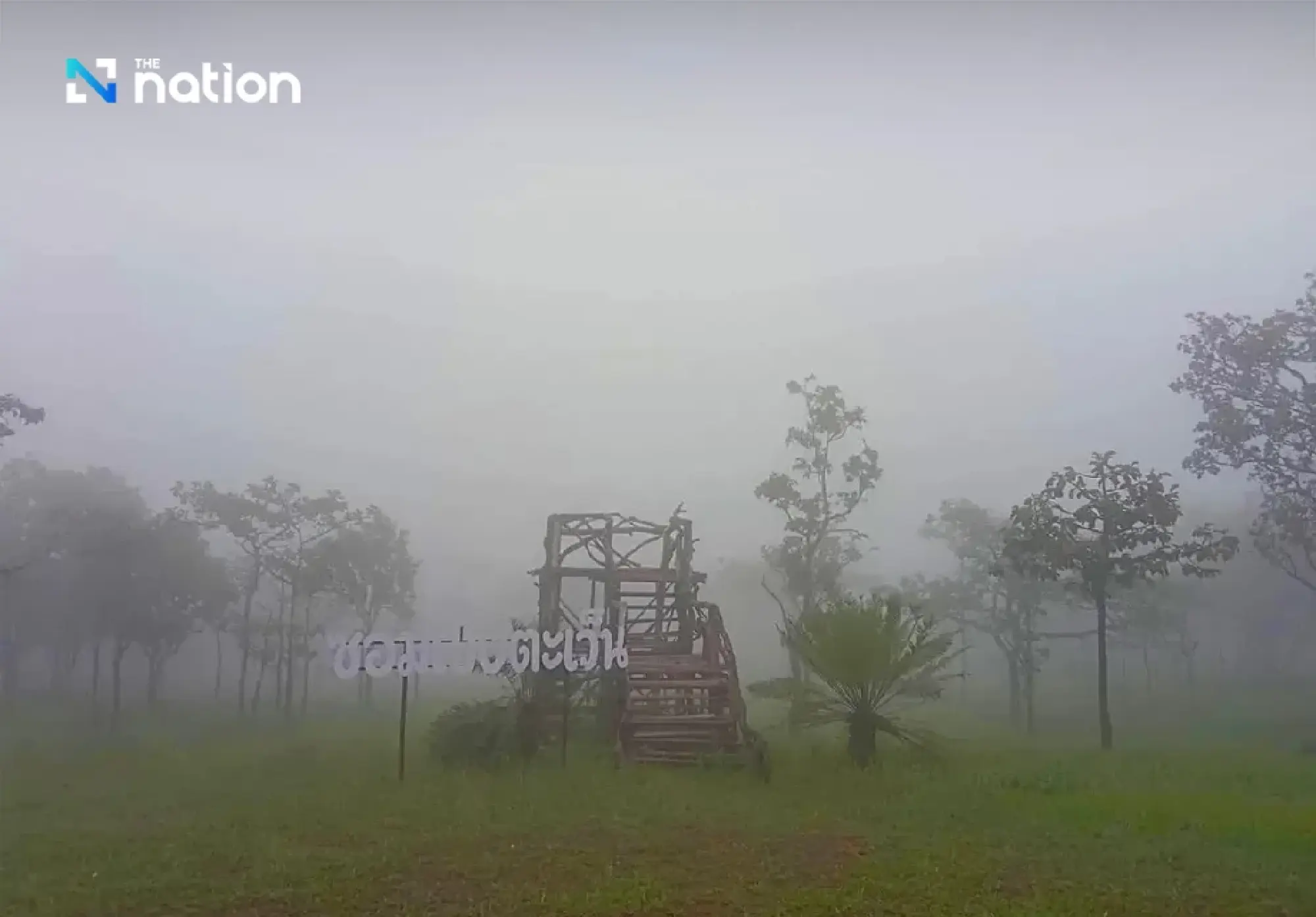 First Siam tulip bloom signals Chaiyaphum green-season travel