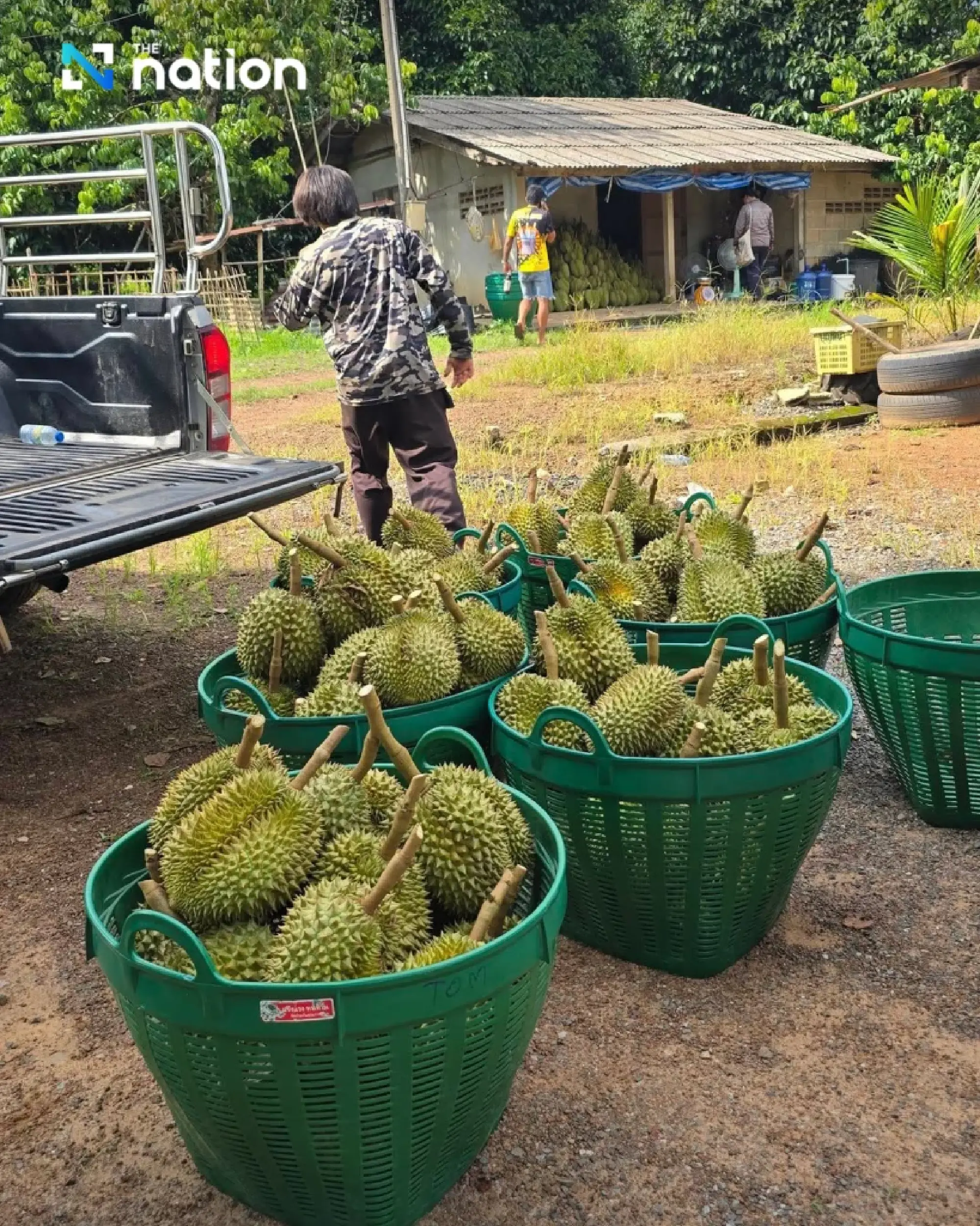 Thailand’s transit trade rises as durian exports to China surge