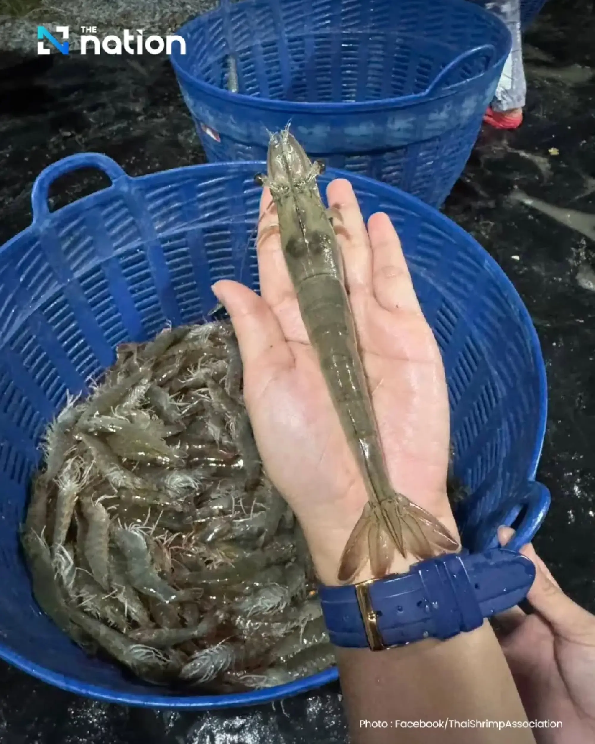 Thai shrimp farmers urge PM to intervene over Malaysia import suspension
