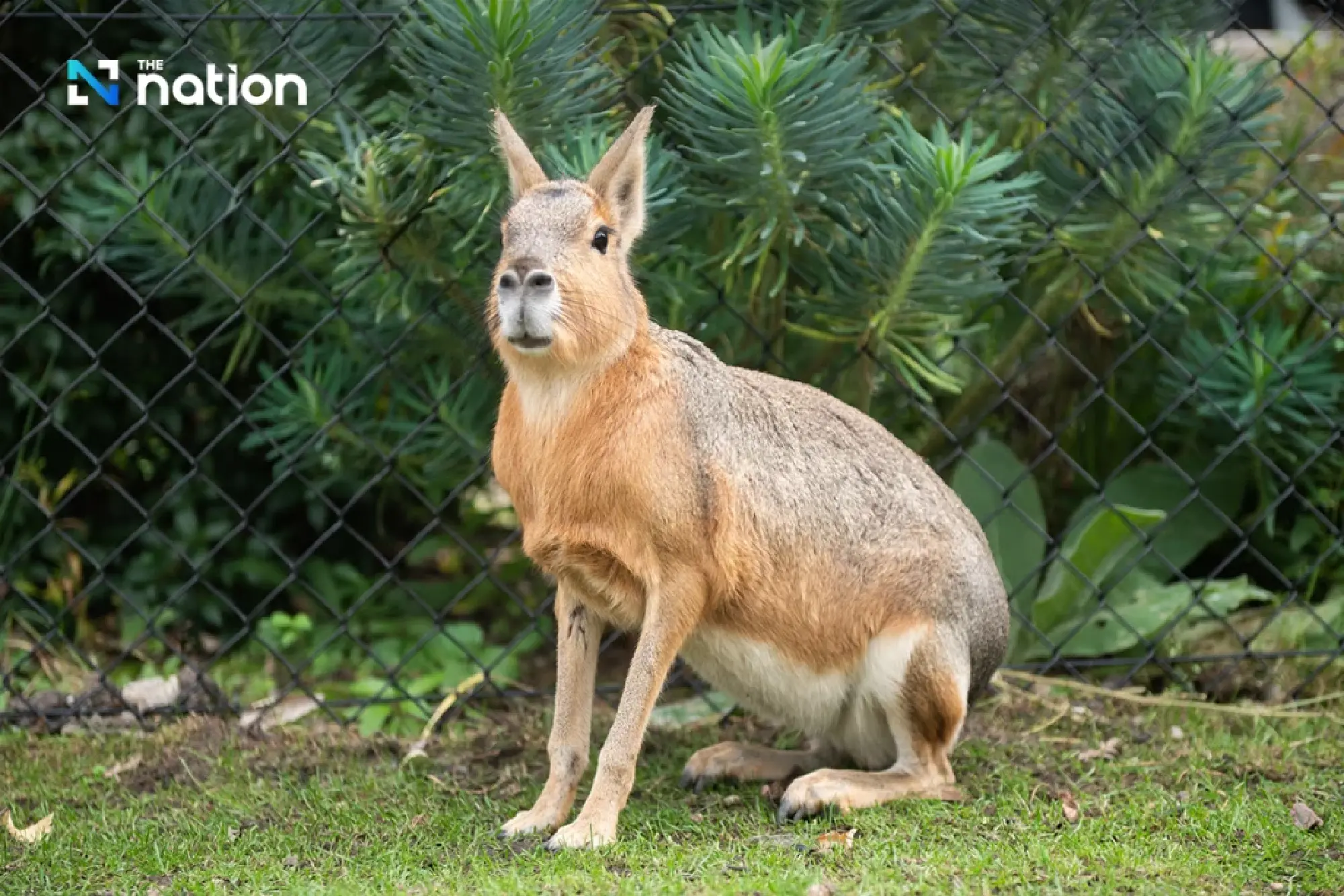 Thai customs arrest Malaysian man over alleged bid to smuggle 251 live animals to India