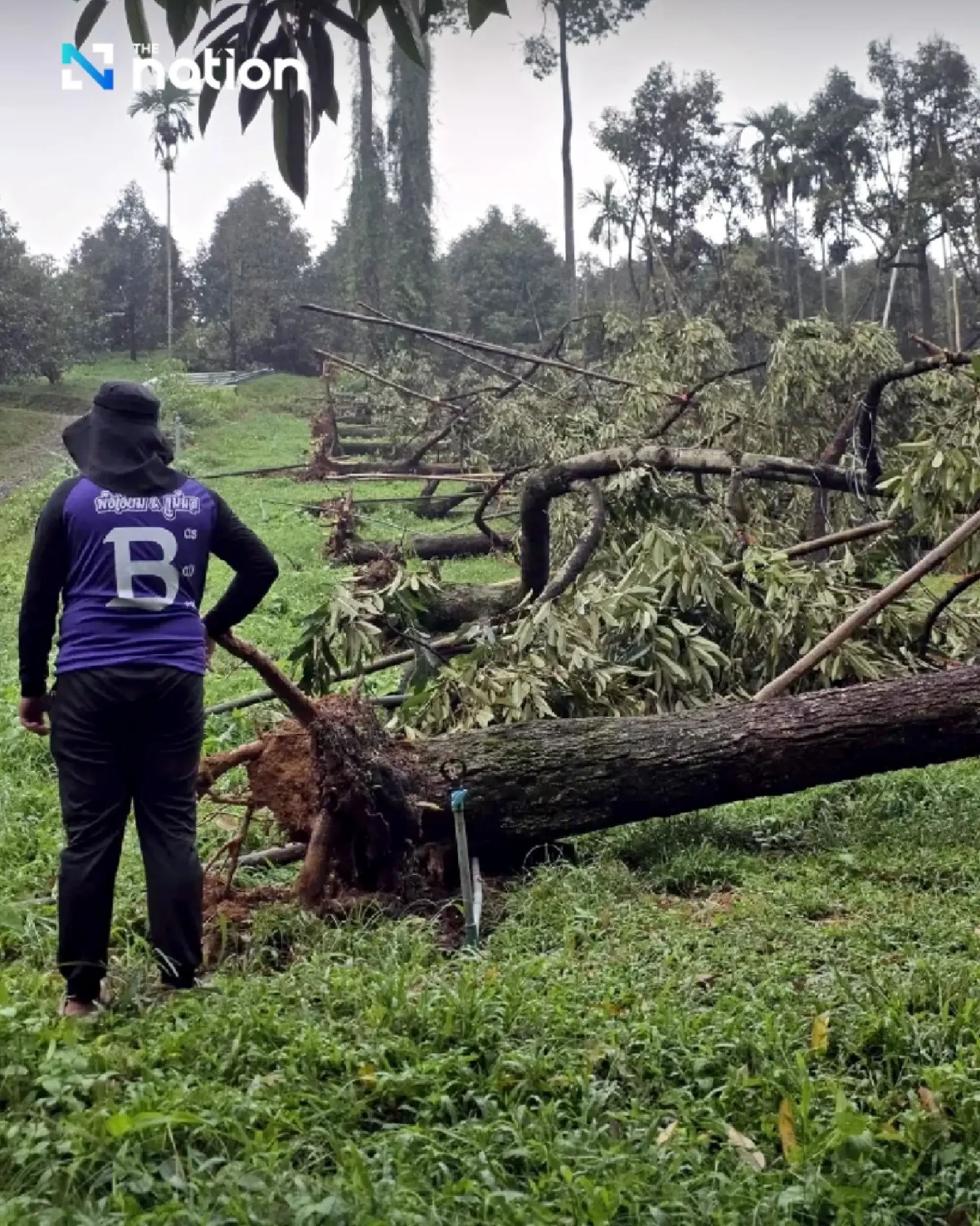 Storm batters Chanthaburi orchard, sending 10 tonnes of durian crashing down