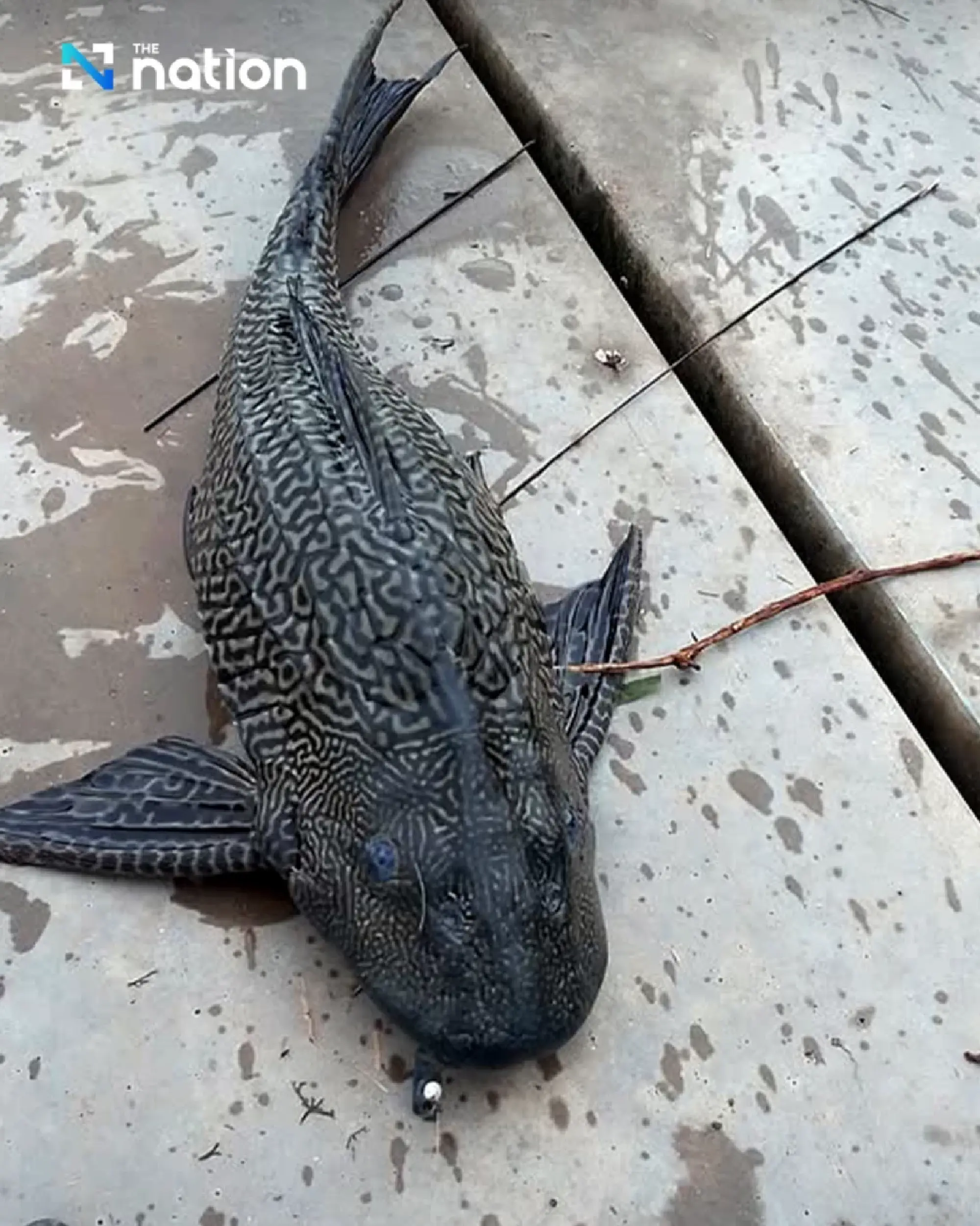 Suckermouth catfish invasion threatens rivers across ASEAN