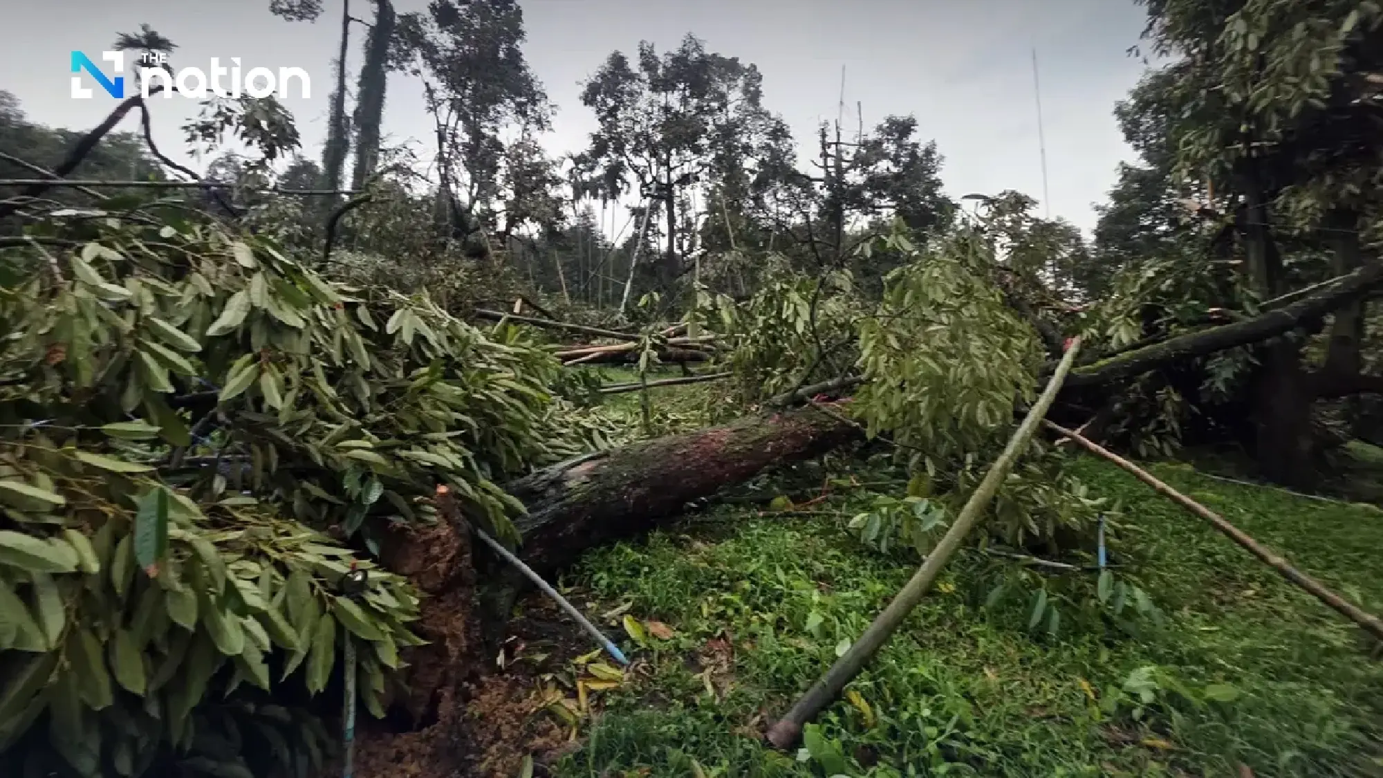 Storm batters Chanthaburi orchard, sending 10 tonnes of durian crashing down