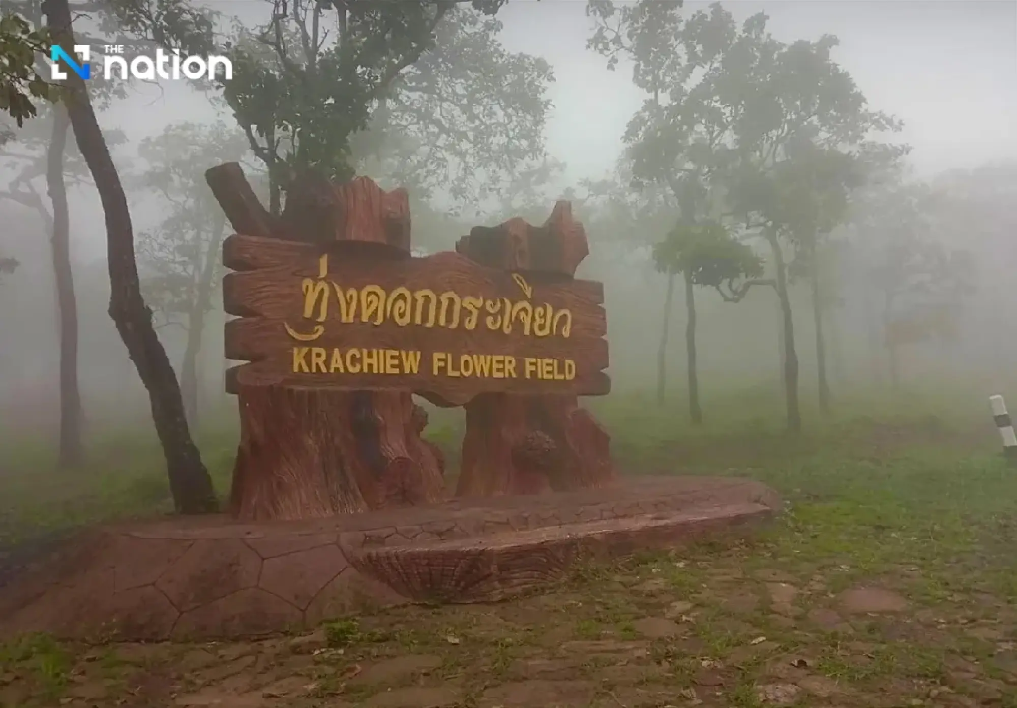 First Siam tulip bloom signals Chaiyaphum green-season travel
