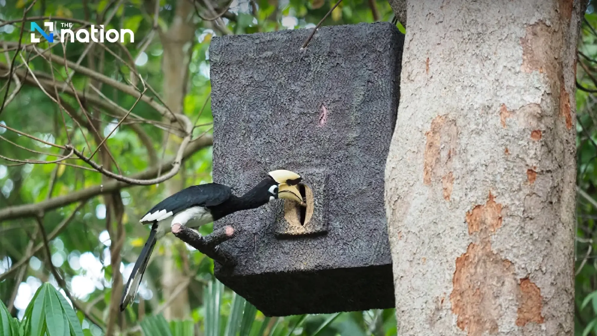 Thai student receives global awards for turning plastic waste into hornbill nests