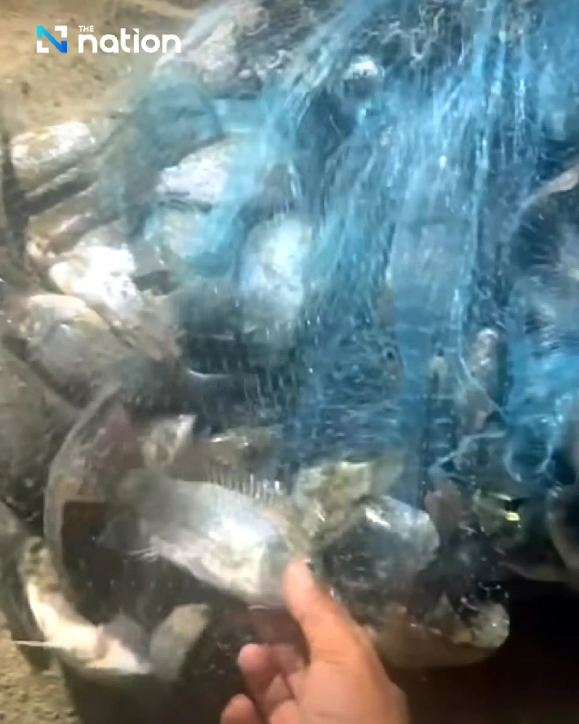 Minister confirms blackchin tilapia found near Pattaya beach but says spread is under control