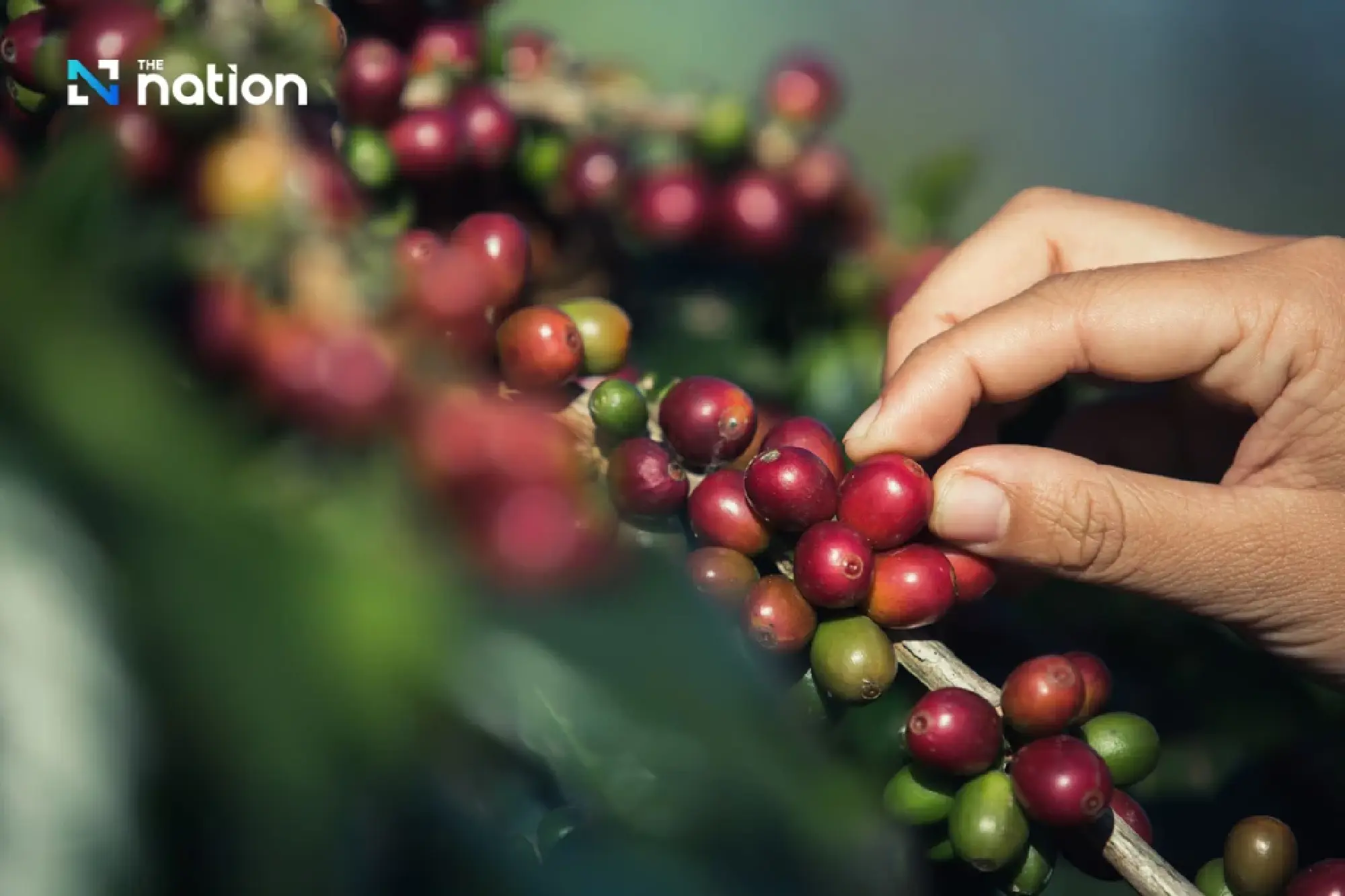 World Biodiversity Day: Doi Tung model turns forests into sustainable economic capital