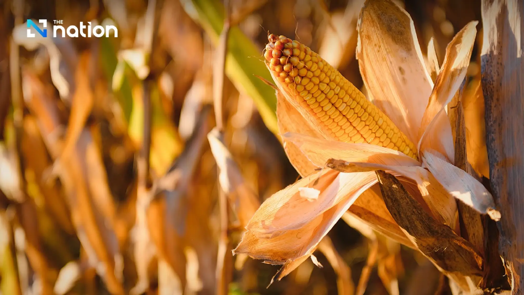 Thai Chamber says US corn imports will not hurt farmers