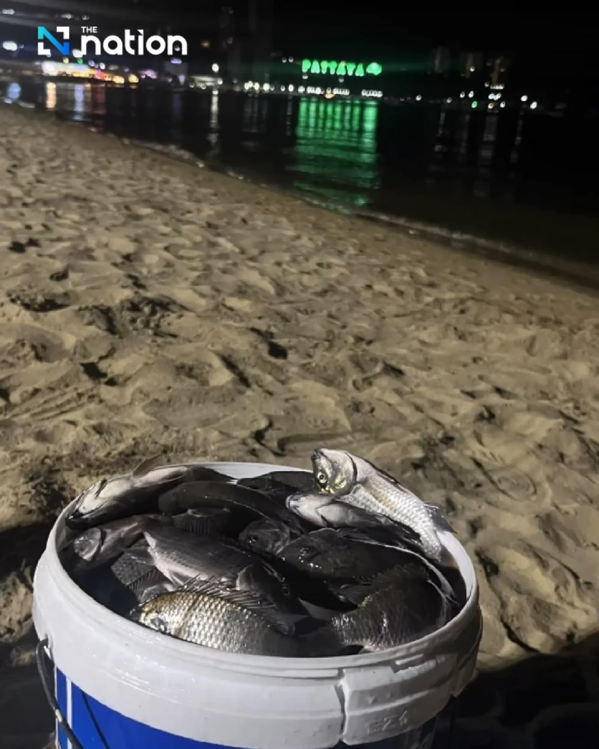 Minister confirms blackchin tilapia found near Pattaya beach but says spread is under control