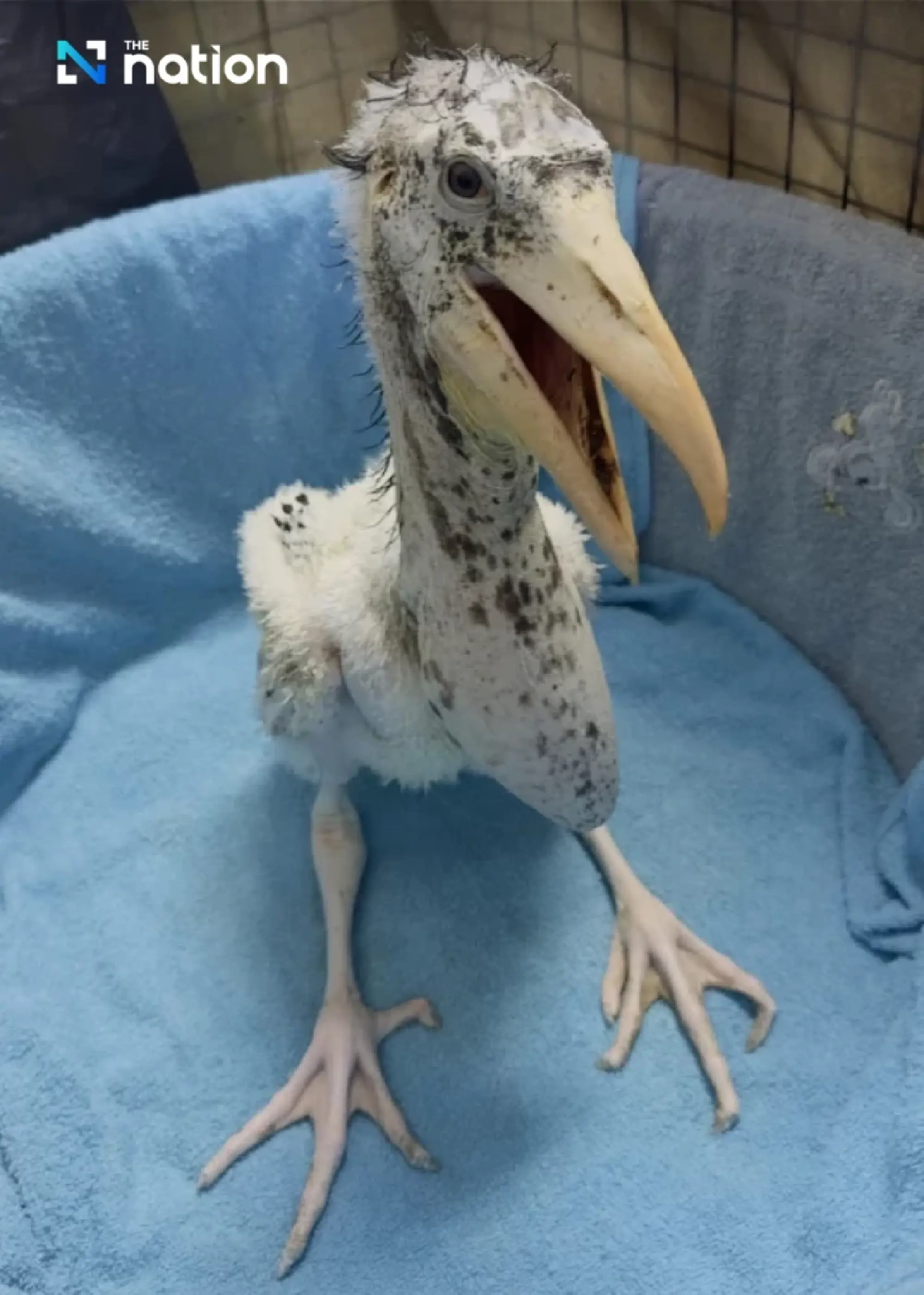 Khao Kheow Open Zoo Celebrates Historic Hatching of Rare Greater Adjutant Stork