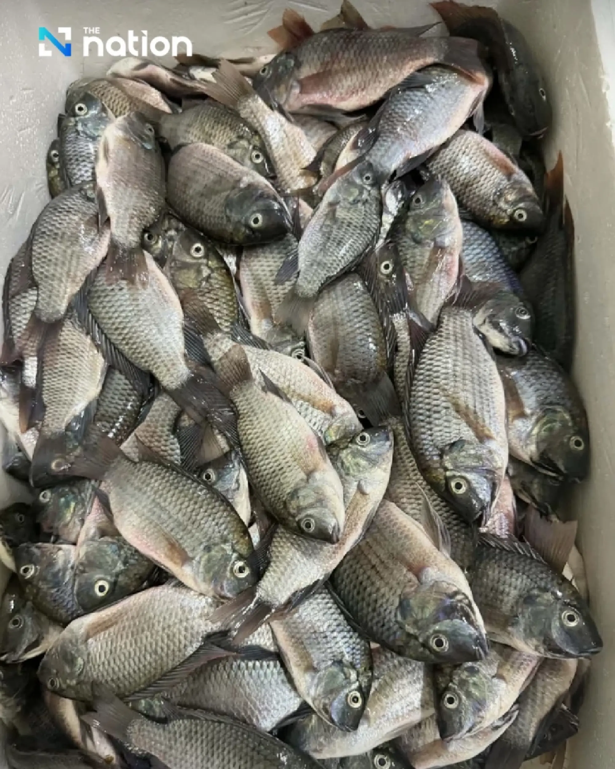 Minister confirms blackchin tilapia found near Pattaya beach but says spread is under control