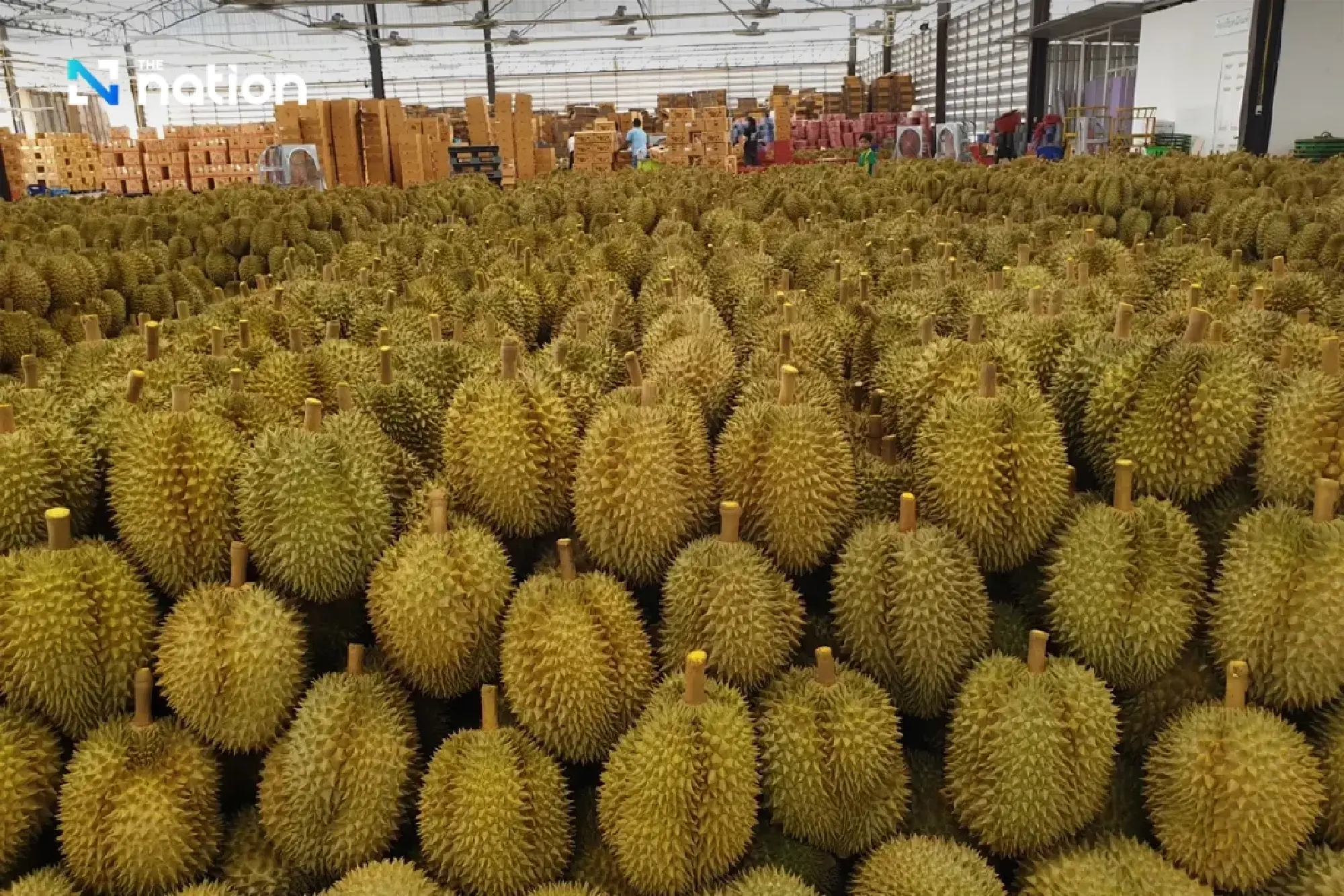 Thailand cracks down after ‘fallen durian’ claim hits Chinese market