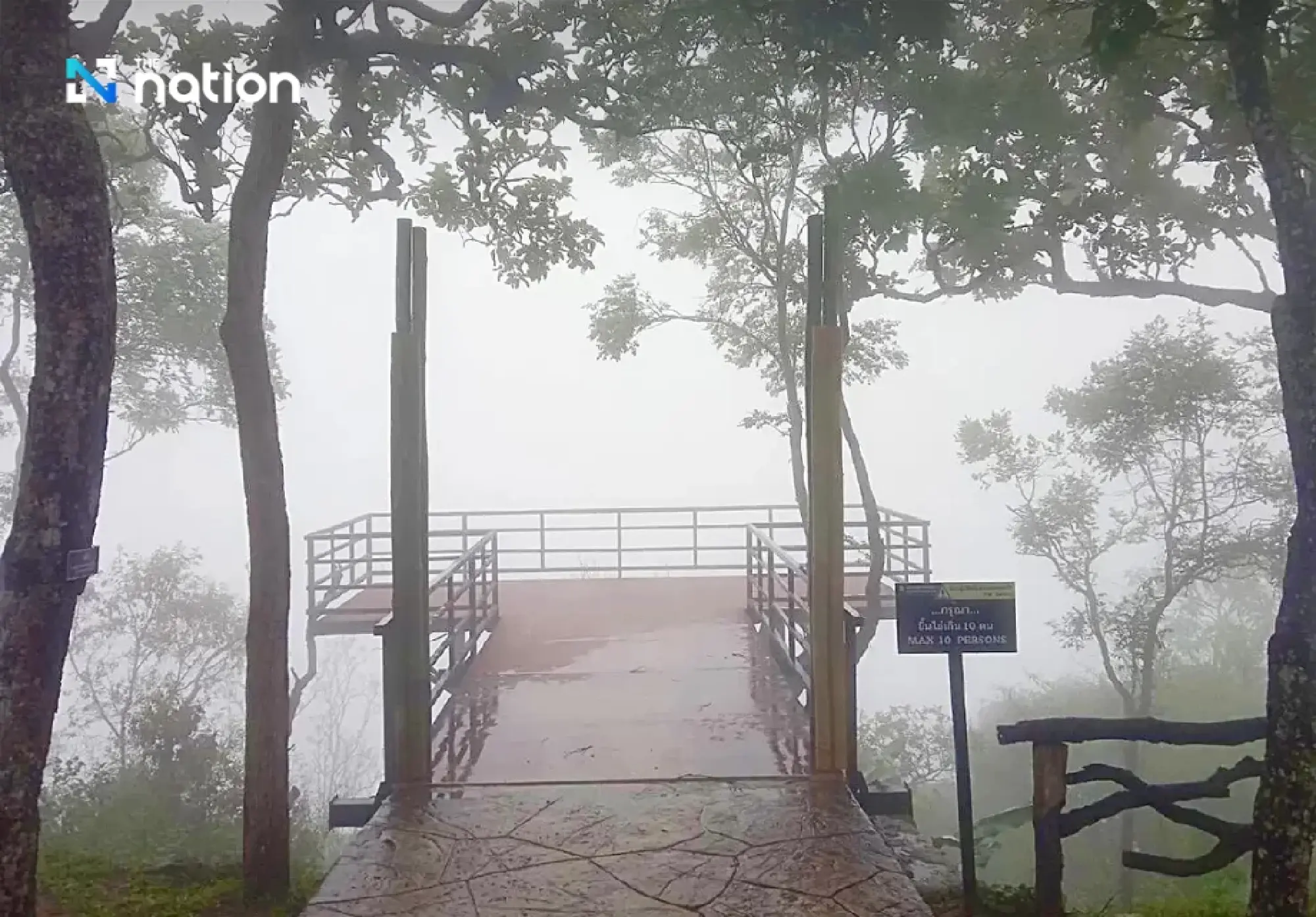 First Siam tulip bloom signals Chaiyaphum green-season travel