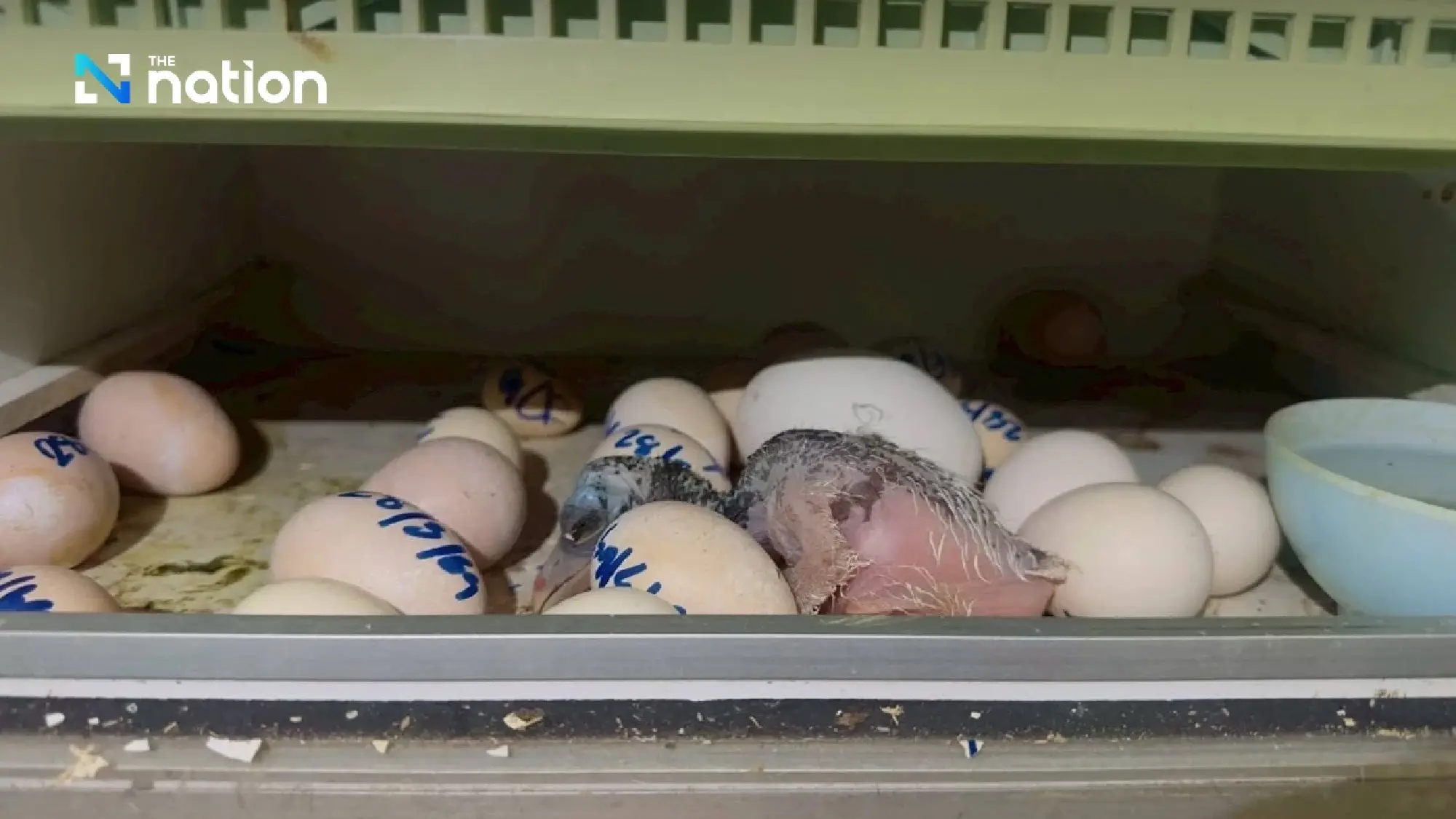 Khao Kheow Open Zoo Celebrates Historic Hatching of Rare Greater Adjutant Stork