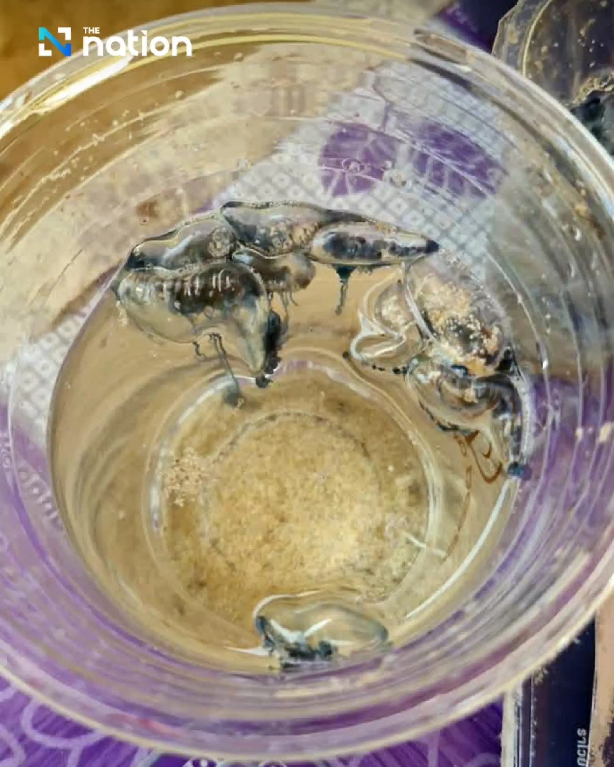 Venomous Portuguese man o’ war prompts Phuket beach warning