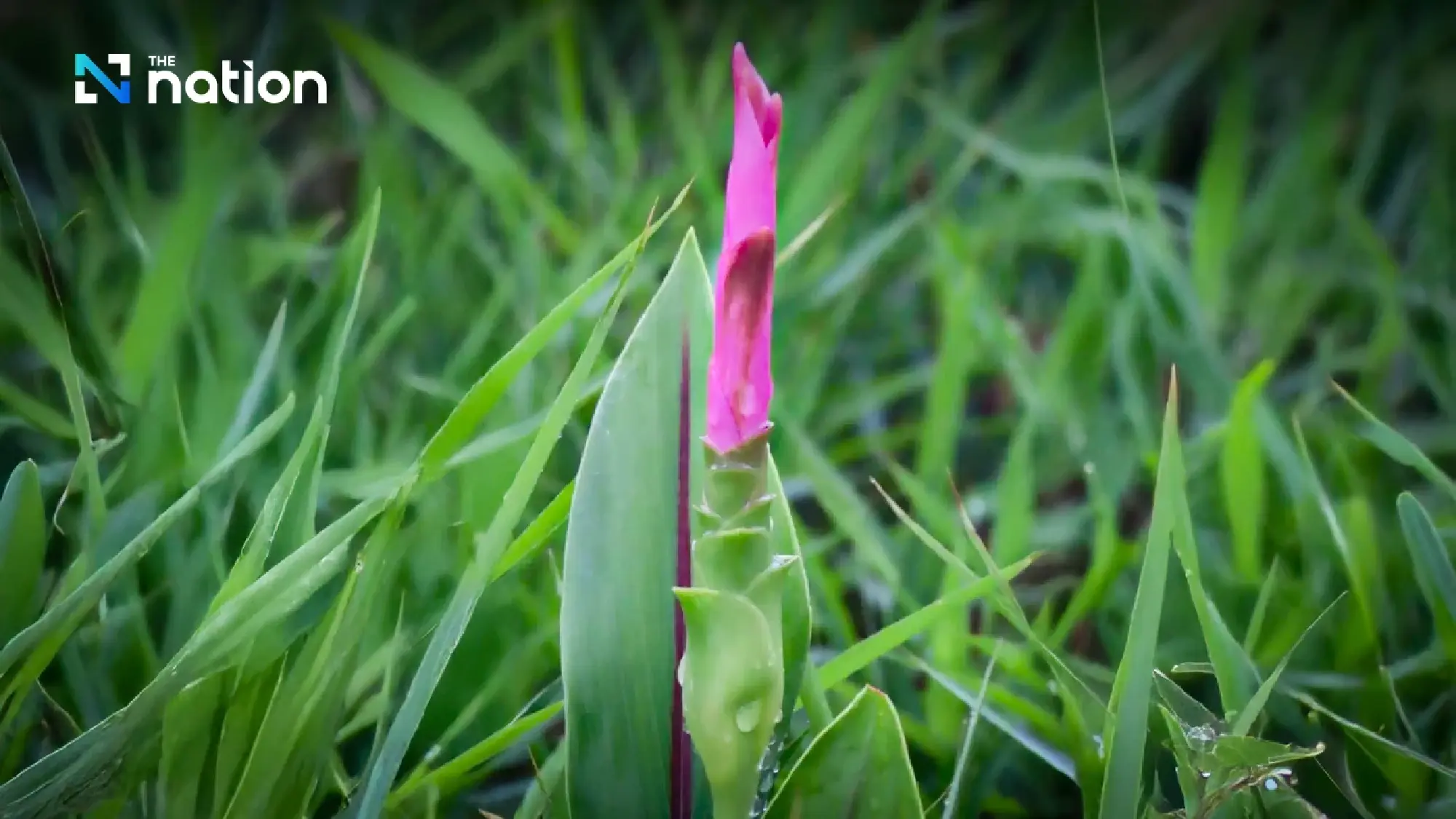 First Siam tulip bloom signals Chaiyaphum green-season travel