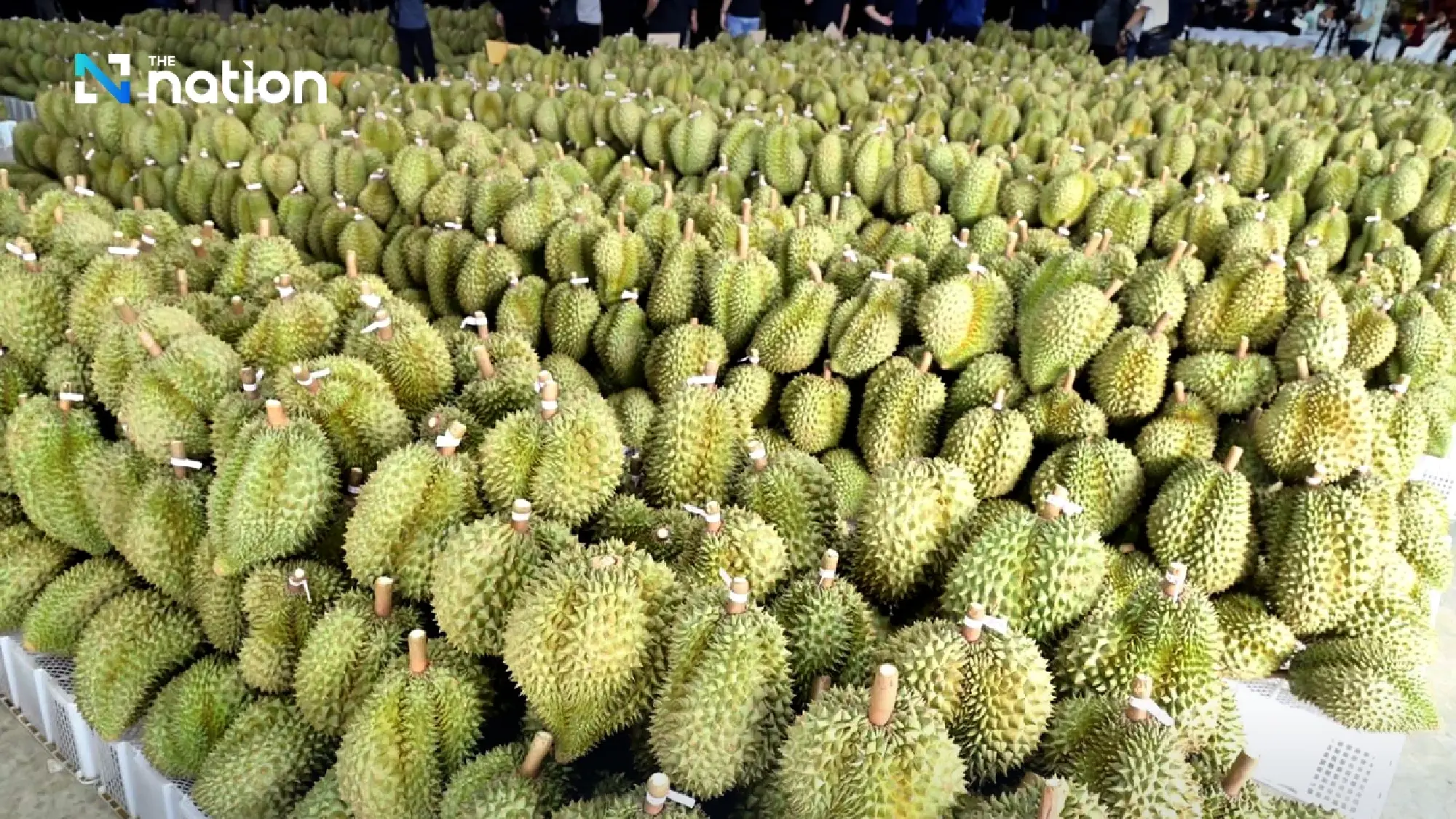 Thailand tightens durian standards in THB150bn export push
