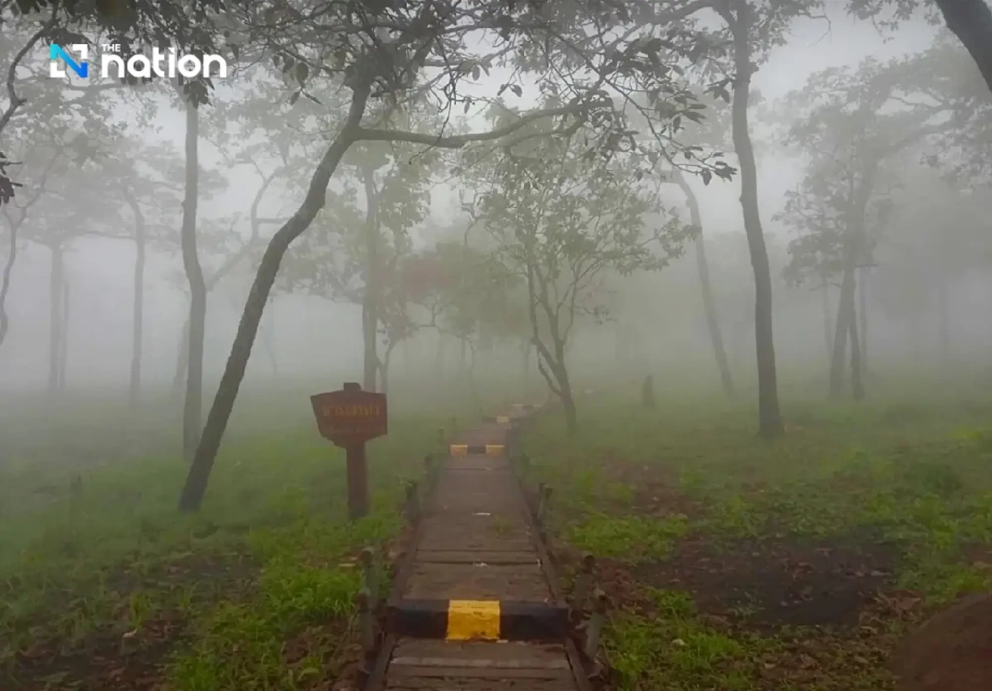 First Siam tulip bloom signals Chaiyaphum green-season travel
