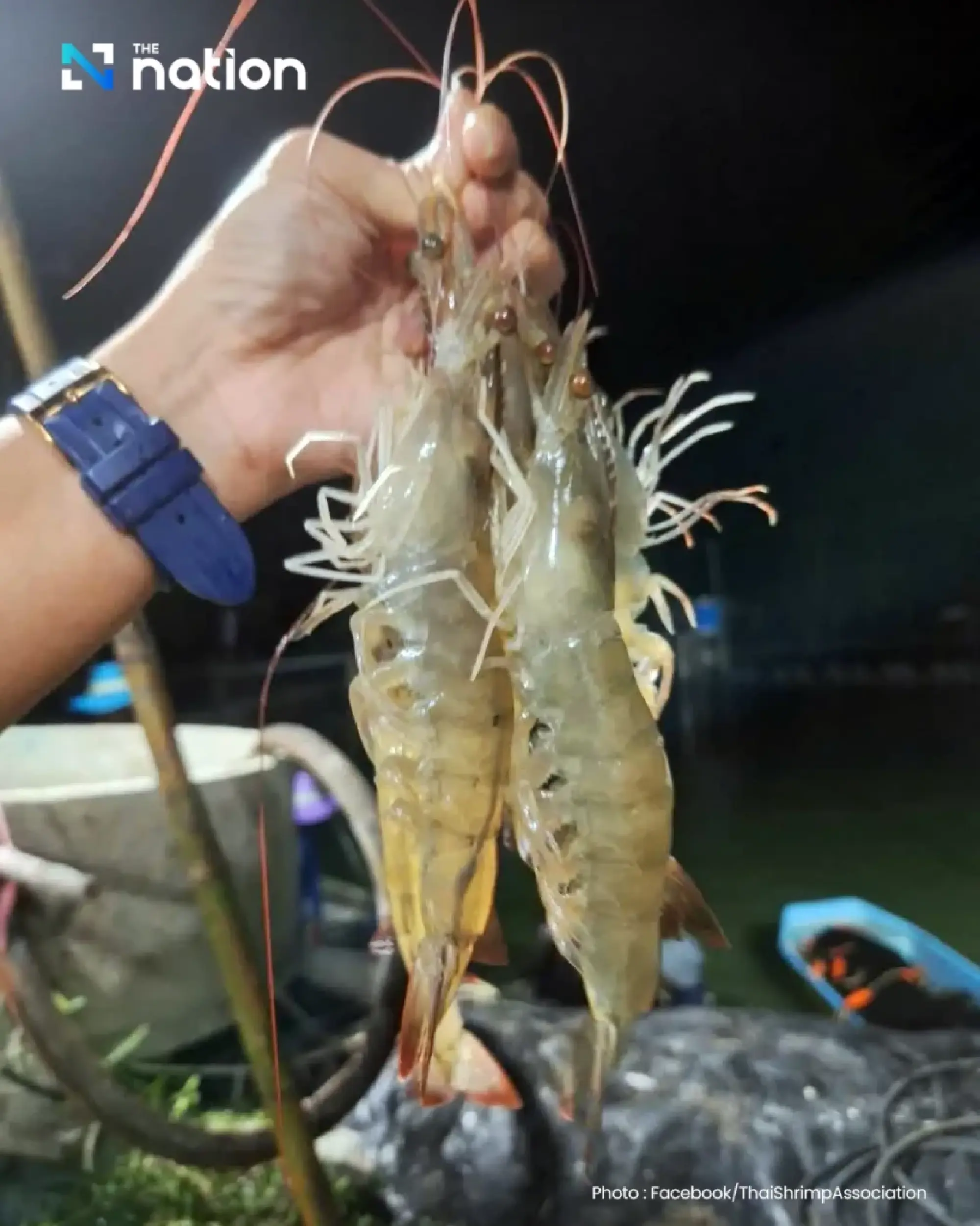 Thai shrimp farmers urge PM to intervene over Malaysia import suspension